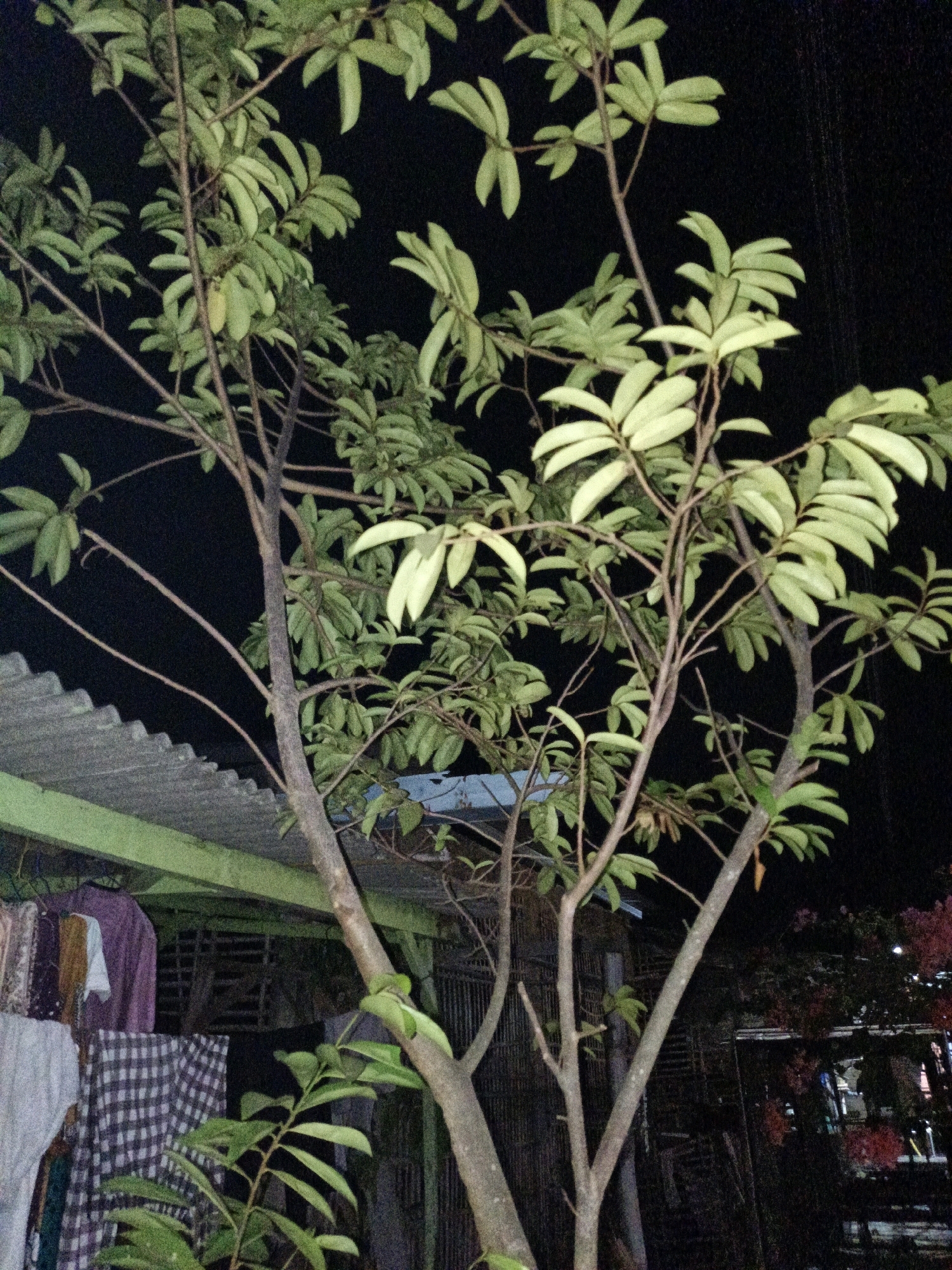 A tree with light green leaves and brown branches stands in front of a dark background, likely the night sky. To the left, a corrugated roof, likely made of metal, is visible, supported by a green structure. Several articles of clothing, including a purple shirt, a white shirt, and a plaid-patterned fabric, are hanging on a clothesline. To the right, a dark, possibly wooden fence or wall is visible, with some reddish flowers in the background. The overall scene suggests an outdoor setting, possibly a residential area in Cikal, Indonesia, at night.
