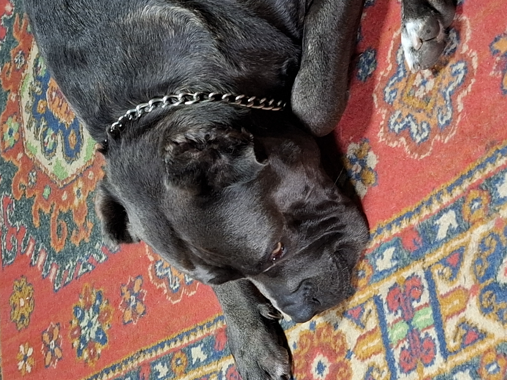 A dark grey Cane Corso dog is lying down on a red oriental rug. The dog is facing to the left, with its head resting on the rug. Its left front paw is extended in front of it, and its right front paw is tucked under its body. The dog is wearing a metal chain collar. The rug has a colorful pattern of red, blue, yellow, and green. The scene appears to be indoors, in what could be a home.