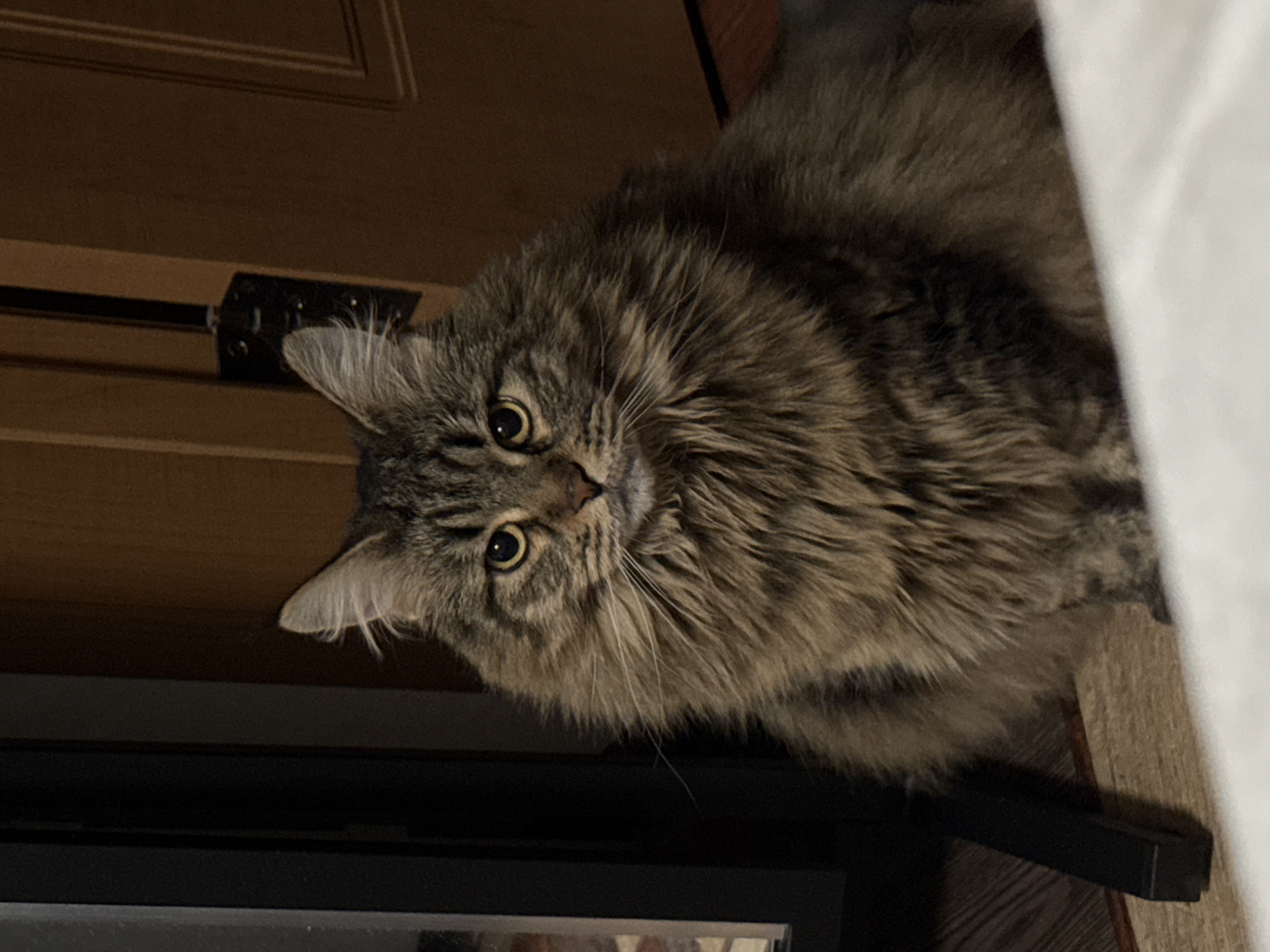 A medium-sized, long-haired, tabby cat with green eyes is positioned to the left of the frame, looking directly at the camera. The cat's fur is primarily grey and brown. Behind the cat are parts of a wooden door. A portion of a white object is visible on the right side of the frame, possibly a bed or furniture. The image does not include any information to determine its location within Izhevsk, Russia, or if it is even located there.