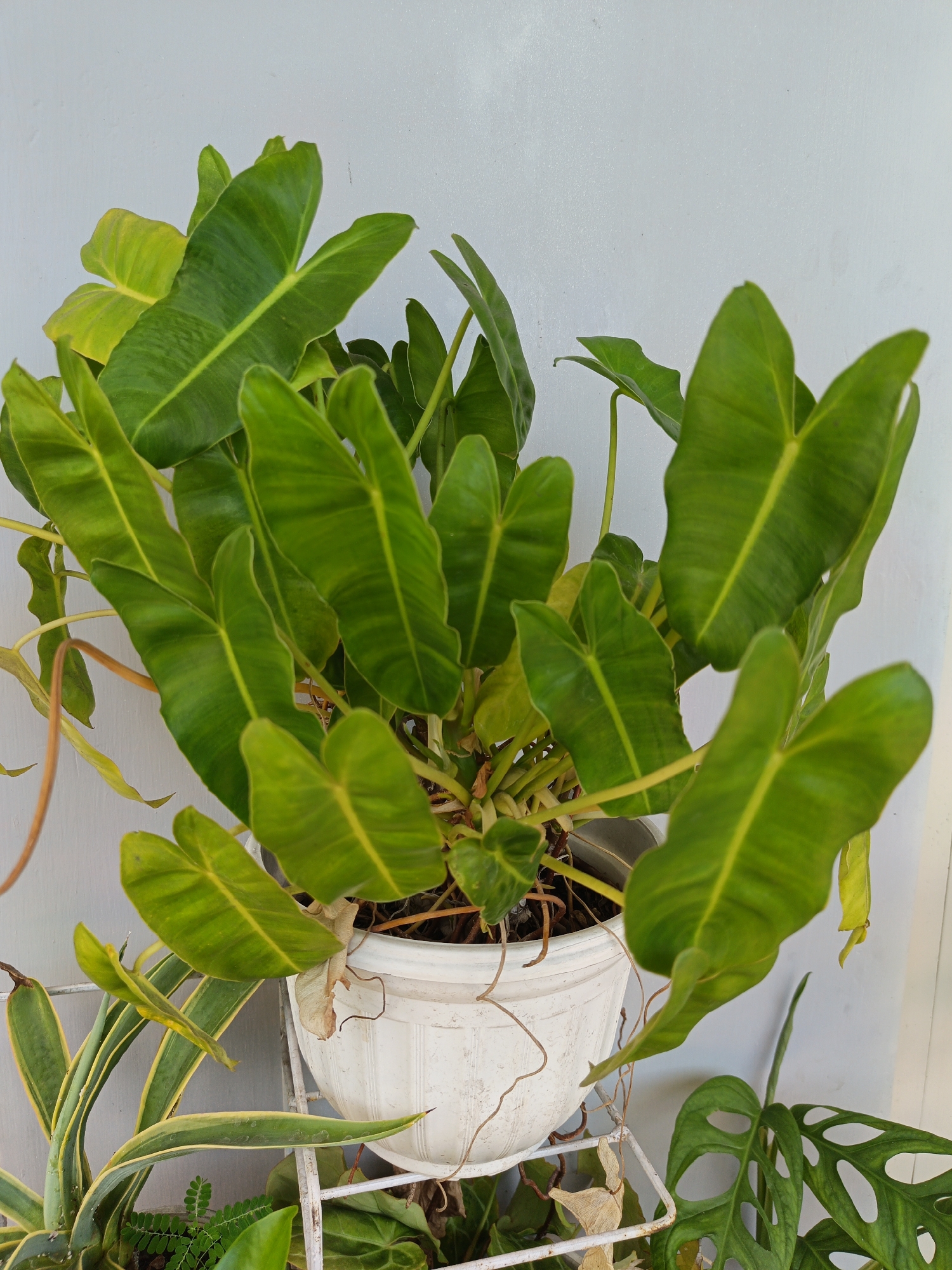 A philodendron plant with large, heart-shaped green leaves is in a white plastic pot. The pot sits on a white metal plant stand, with other plants visible around it. The background is a plain light gray wall. The image appears to be taken outdoors.
