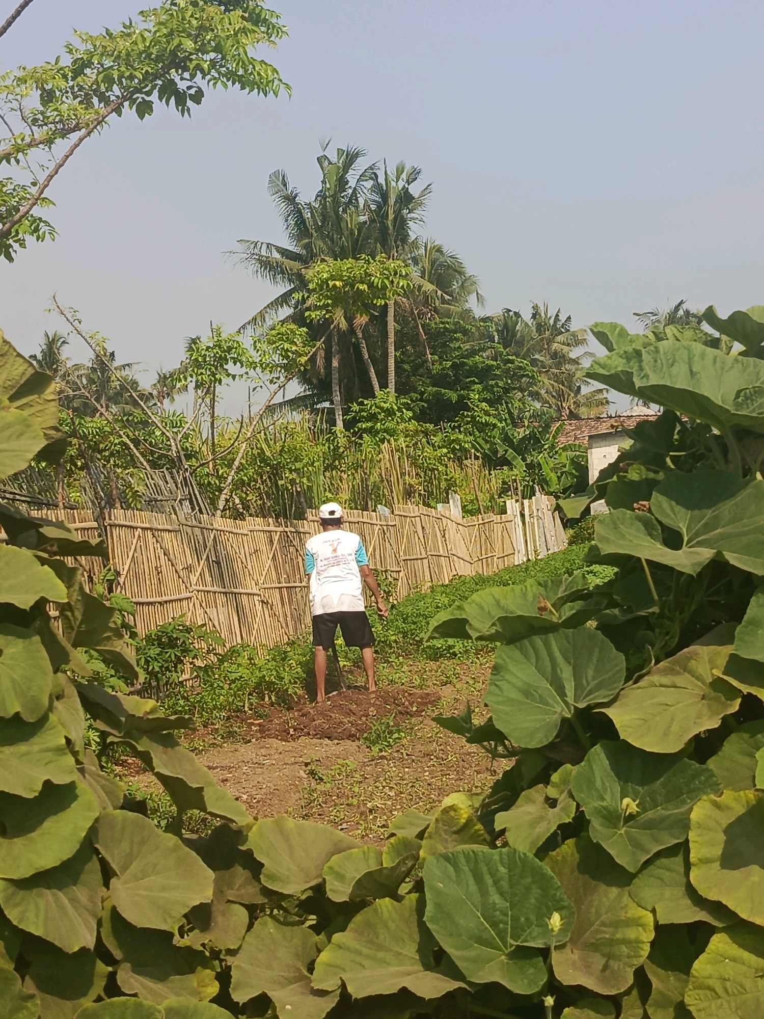 The image depicts an outdoor scene in Rawa Boni, Indonesia, characterized by lush vegetation and a clear sky. In the foreground, large, vibrant green leaves dominate the frame, creating a natural border. Beyond these leaves, a man wearing a white t-shirt with blue accents and black shorts is visible from the back. He has a white cap on his head and appears to be engaged in gardening, holding a tool that resembles a hoe or rake, and tilling the soil in a garden patch.
Behind the man, a rustic fence constructed from bamboo stalks stretches across the midground. This fence is supported by wooden posts and interwoven with bamboo to create a textured barrier. Beyond the fence, a variety of trees, including palm trees, are present, suggesting a tropical or subtropical environment. A small building with a tiled roof is partially visible behind the trees. The ground in the garden area is brown soil, with scattered patches of green vegetation. The overall impression is one of a rural or semi-rural setting, likely a garden or farm area, with the man actively working the land under a bright, sunny sky.