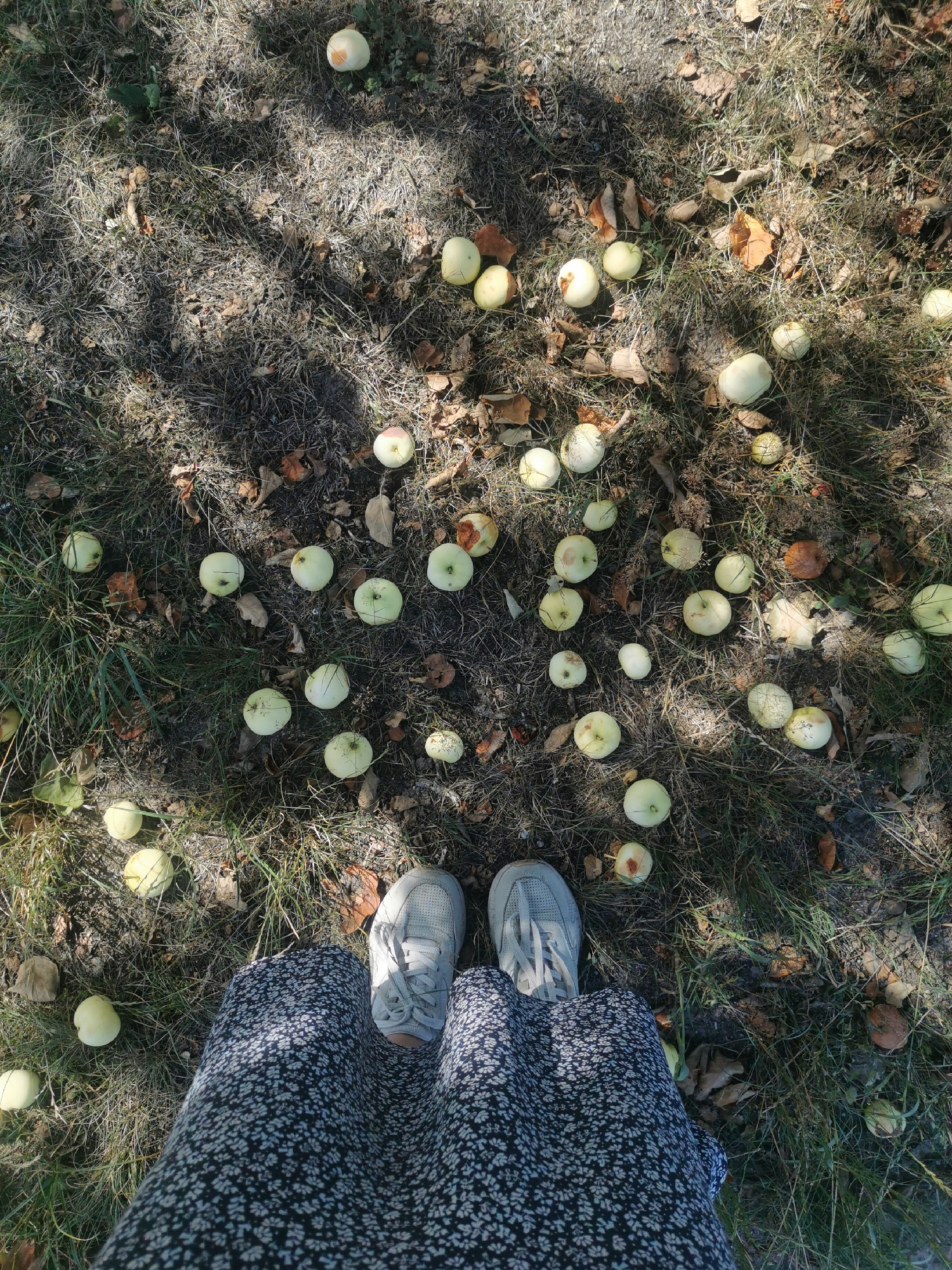 An overhead shot captures a person's legs and feet clad in grey sneakers and a dark floral dress, standing amidst a scattering of fallen apples on grassy ground in a natural outdoor setting. The apples, varying in color from pale yellow to reddish-brown, are dispersed across the scene, with some appearing bruised or partially decomposed. The ground is covered in dry grass, fallen leaves, and patches of soil, suggesting an autumnal or late summer environment. Sunlight casts shadows across the ground, indicating an outdoor location under a tree.