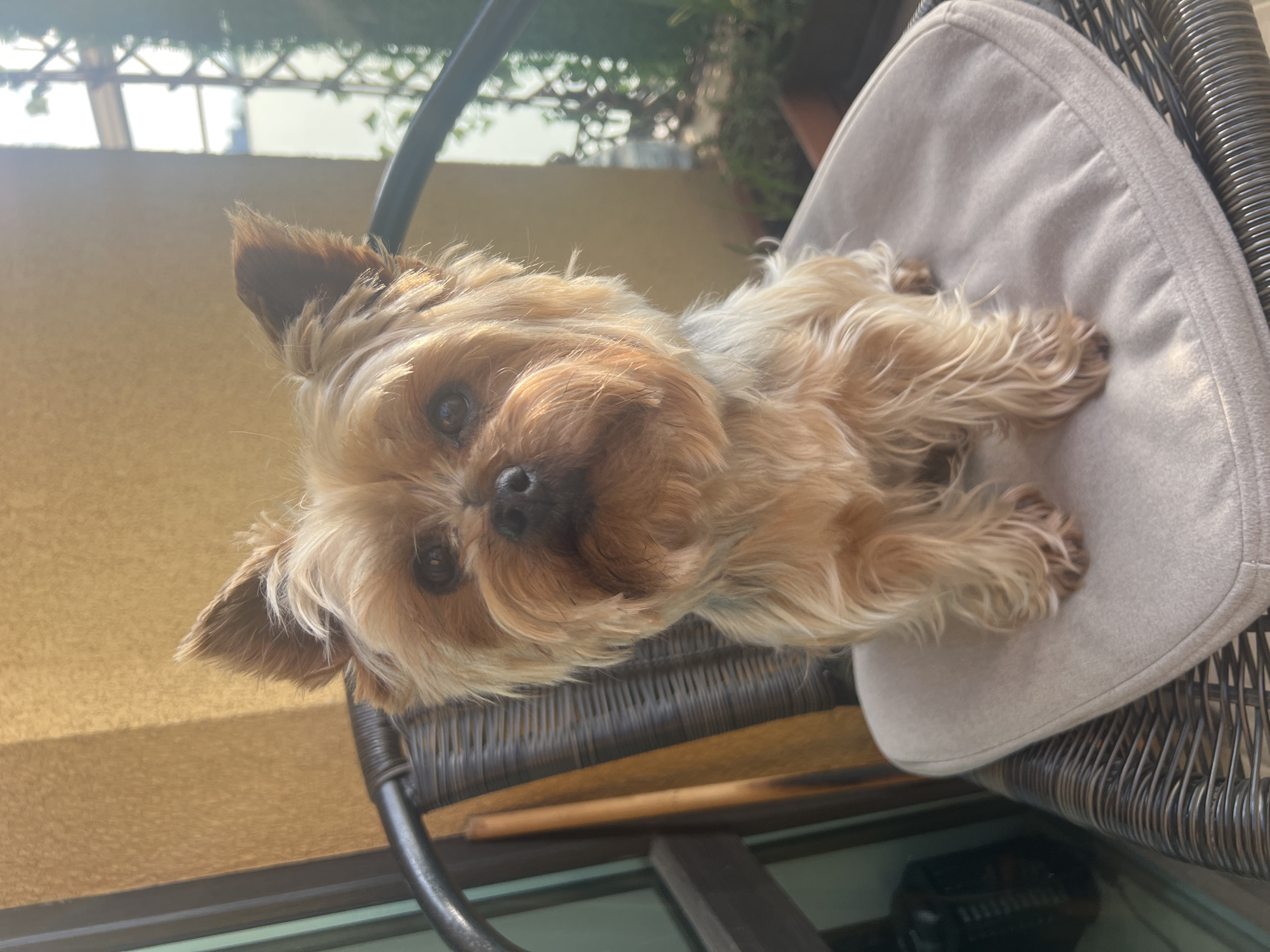 A small, brown and tan Yorkshire Terrier is reclining on a cushioned chair. The chair has a wicker frame, and the cushion is light gray. The dog is facing forward, looking towards the camera. The background shows a window frame, a tan wall, and hints of greenery suggesting an outdoor or balcony setting. The image was taken outdoors. There is no indication that the photo was taken in Sofia, Bulgaria.