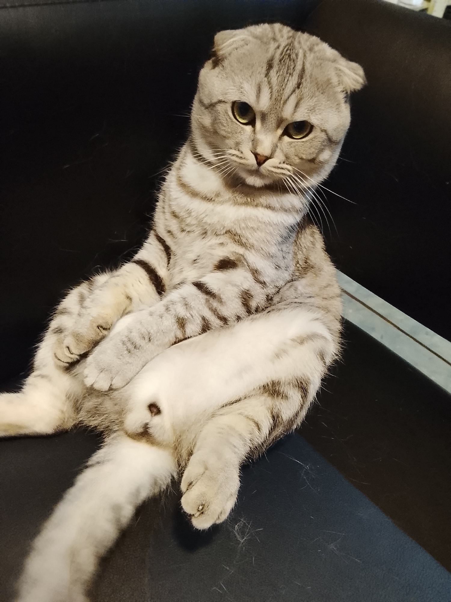 A Scottish Fold cat is sitting on a black surface, possibly a couch or chair. The cat is light gray and white striped. Its front paws are crossed, and one hind leg is extended. The cat is looking directly at the viewer with a slightly grumpy expression. The setting appears to be indoors.
The location in the city of Высокиничи, Russia is not determined from the image.