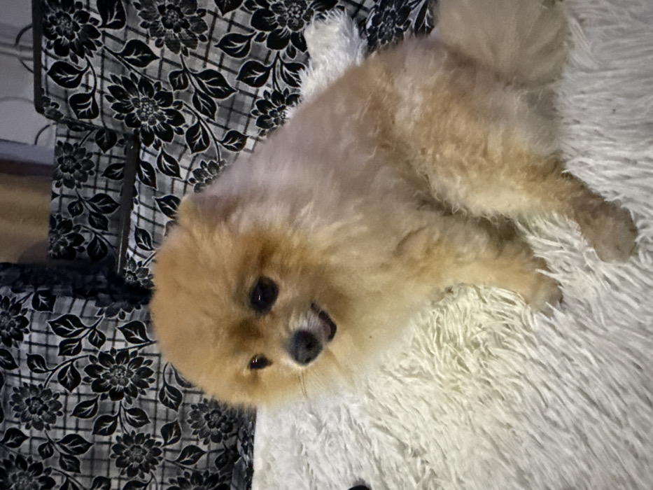 A light-colored Pomeranian dog, exhibiting blonde to light brown fur with darker areas on its face and lighter tones on its chest and legs, is seated upright on a cream or white shaggy textile surface. The dog's dark eyes are directed slightly towards the viewer's left, and its mouth is slightly ajar, revealing a small pink tongue. The background features upholstery with a distinct pattern of dark gray or black floral and leaf motifs over a lighter gray, possibly checkered, base. This indoor scene is situated in the city of Chaikovsky, Russia.