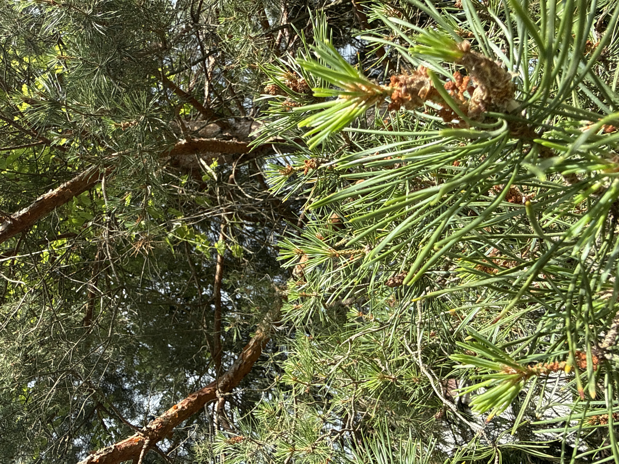 This media file is a close-up, low-angle shot of pine branches in Obukhivka, Ukraine. The foreground is dominated by lush green pine needles and small, developing pine cones, some of which are brown and textured, while others appear to be new growth, lighter green and more delicate. The needles are long and thin, characteristic of pine trees. In the background, darker, denser pine branches and thinner, bare branches of deciduous trees are visible, suggesting a mixed forest or park environment. Sunlight filters through the foliage, creating a dappled effect and highlighting the vibrant green of the pine needles. The overall impression is one of a bright, sunny day, likely in late spring or early summer, given the presence of developing cones and vibrant green leaves on the other trees. There is no visible text in the image. The scene evokes a sense of nature and the outdoors, with a feeling of freshness and tranquility.