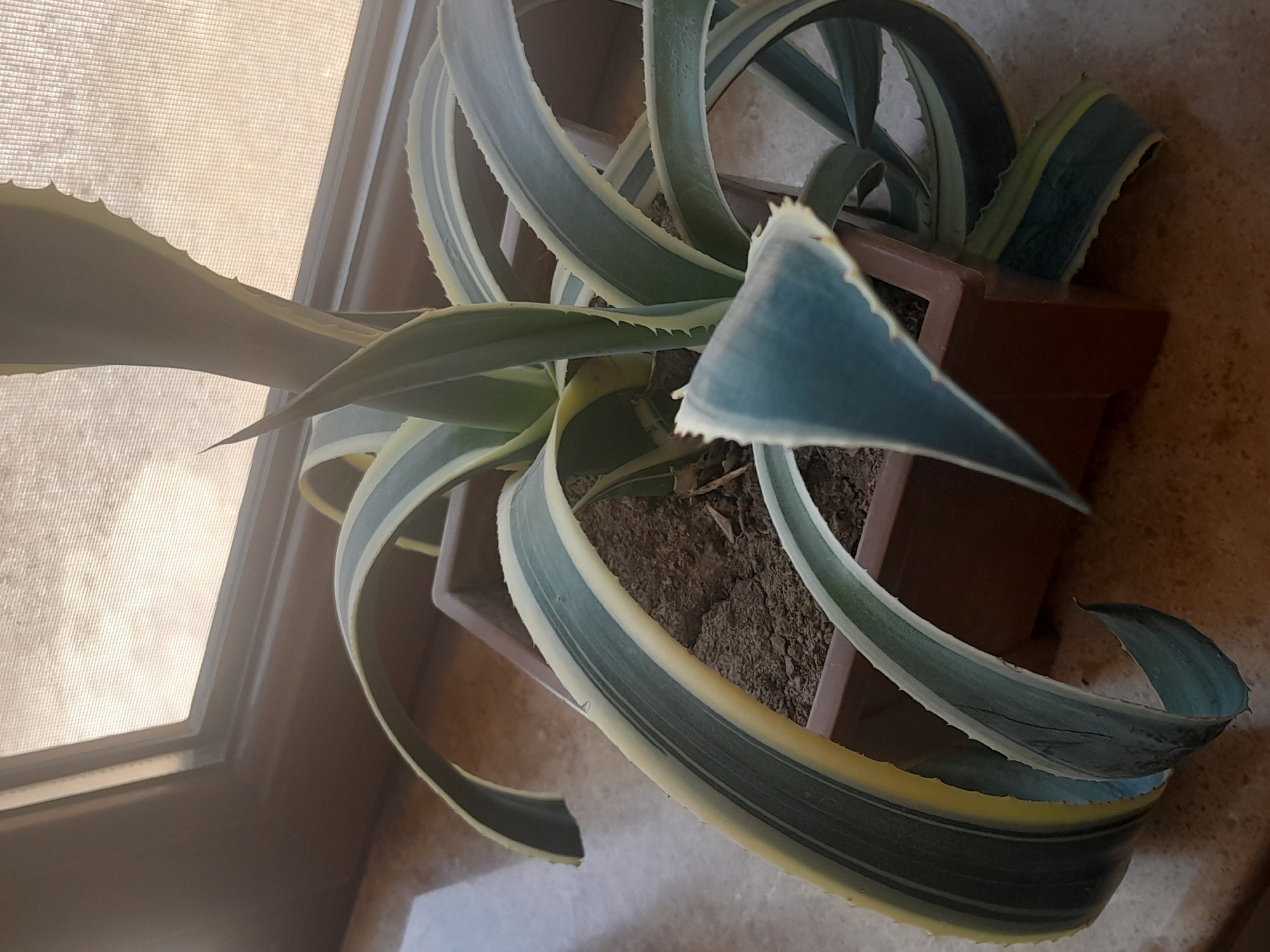 A potted agave plant with variegated leaves, featuring dark green edges and yellow stripes, sits on a tiled surface near a window with a textured screen. The plant is in a square, brown pot filled with dark soil. The leaves are long, fleshy, and somewhat curved, with serrated edges. Sunlight filters through the window screen, casting a diffused light on the scene. The background shows a wooden window frame and sill. The overall scene suggests an indoor setting, likely a home or office, where the plant is placed to receive natural light.