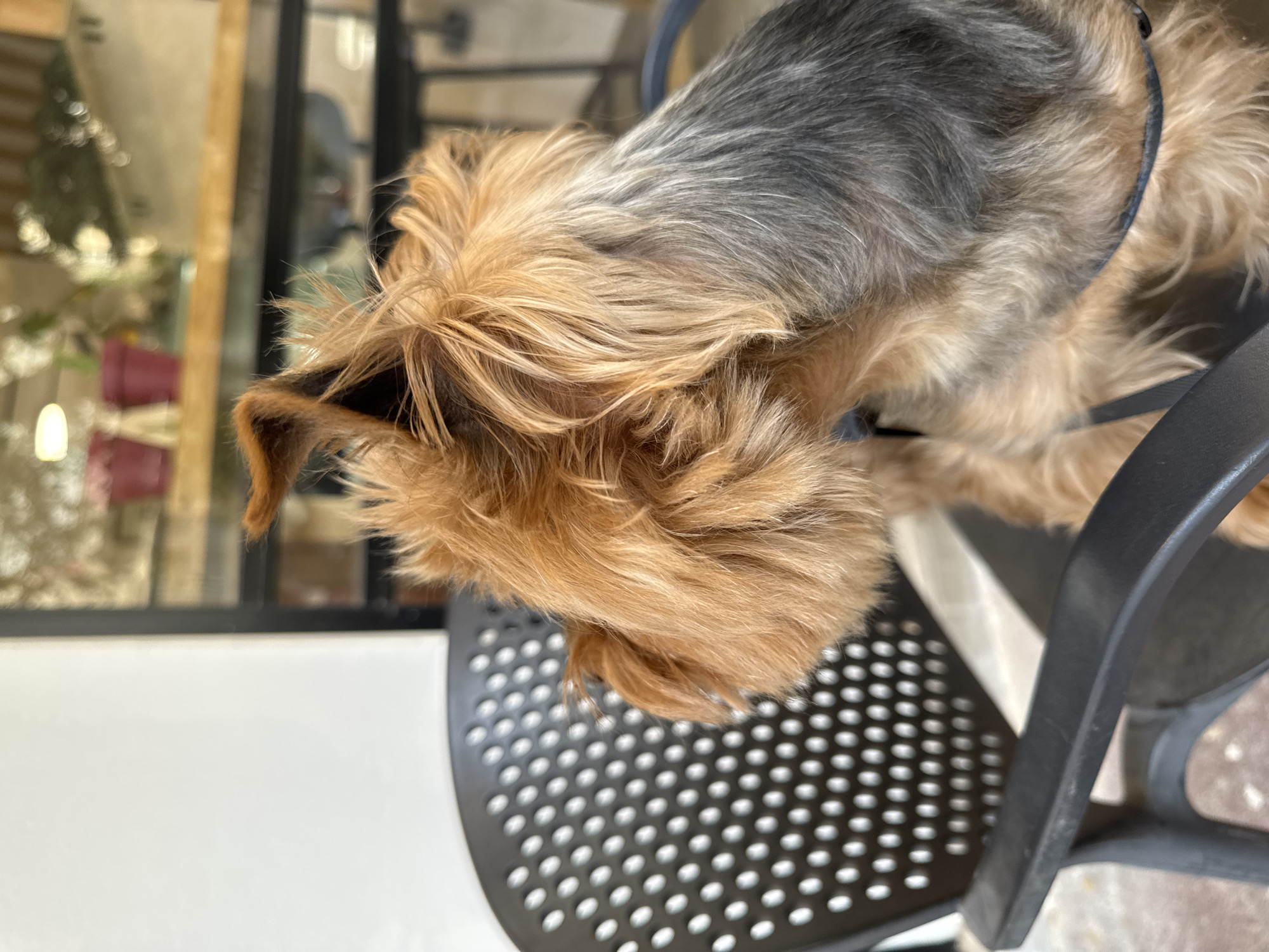 A close-up shows the back of a Yorkshire Terrier's head as it sits on a black plastic chair. The dog has tan and gray fur. The chair features numerous small holes in its seat. The location is Ramat Gan, Israel.