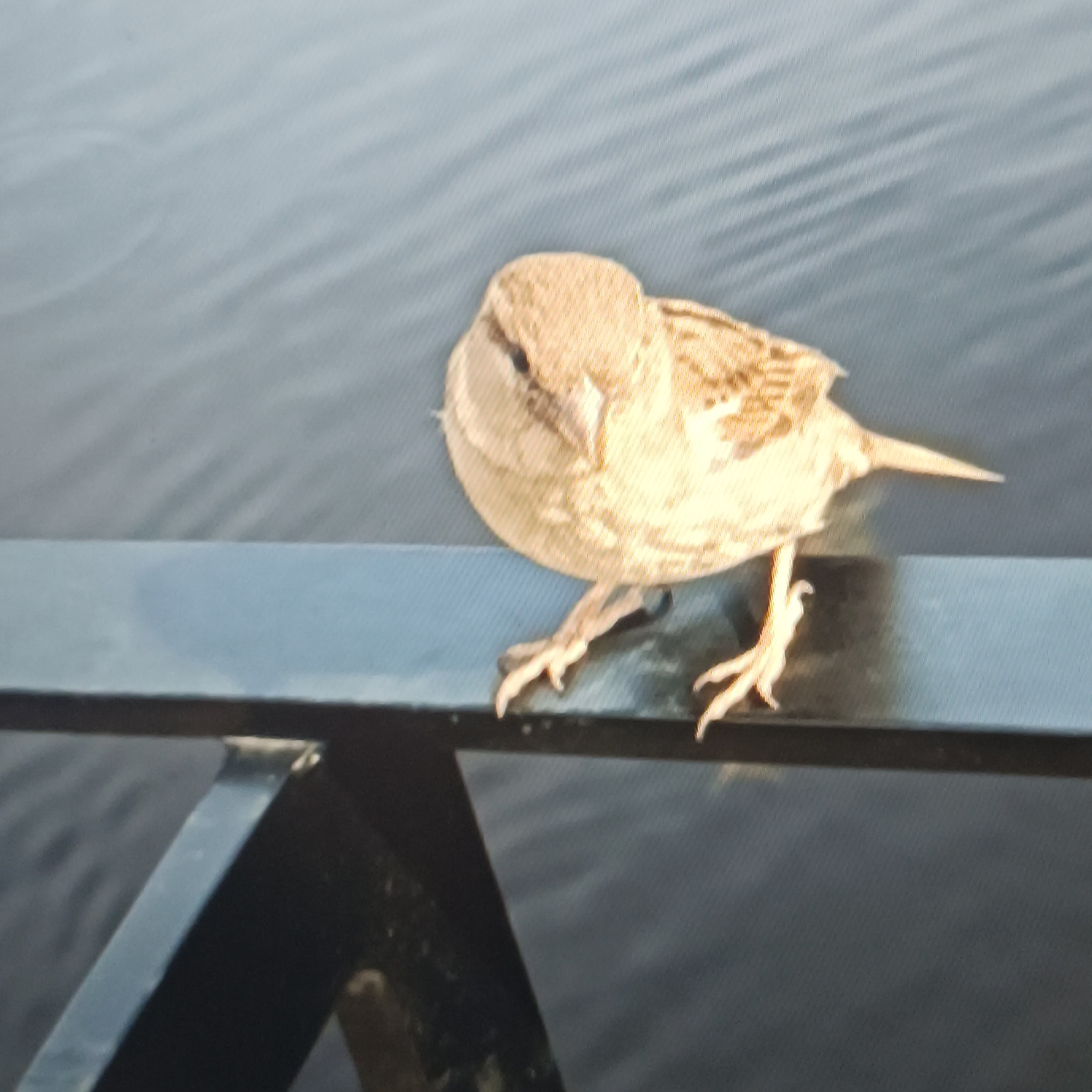 A small sparrow perches on a dark railing, its tan and brown plumage blending with the muted tones of the scene. The bird is the central subject, facing slightly towards the viewer with its head tilted. Its delicate claws grip the railing, and its sharp beak points forward. Behind the bird, the surface of calm water reflects the sky, creating a soft, rippling texture in shades of grey and blue. The railing itself appears to be made of metal, with a matte finish. The lighting suggests it might be daytime, as there are subtle highlights on the bird and the water, but the overall atmosphere is subdued, with no harsh shadows. The background is out of focus, emphasizing the sparrow as the focal point. There is no visible text in the image, and the location is unknown, but the presence of water and a railing could suggest an outdoor setting such as a park, a pier, or a waterfront area. The sparrow appears alert and still, possibly observing its surroundings.