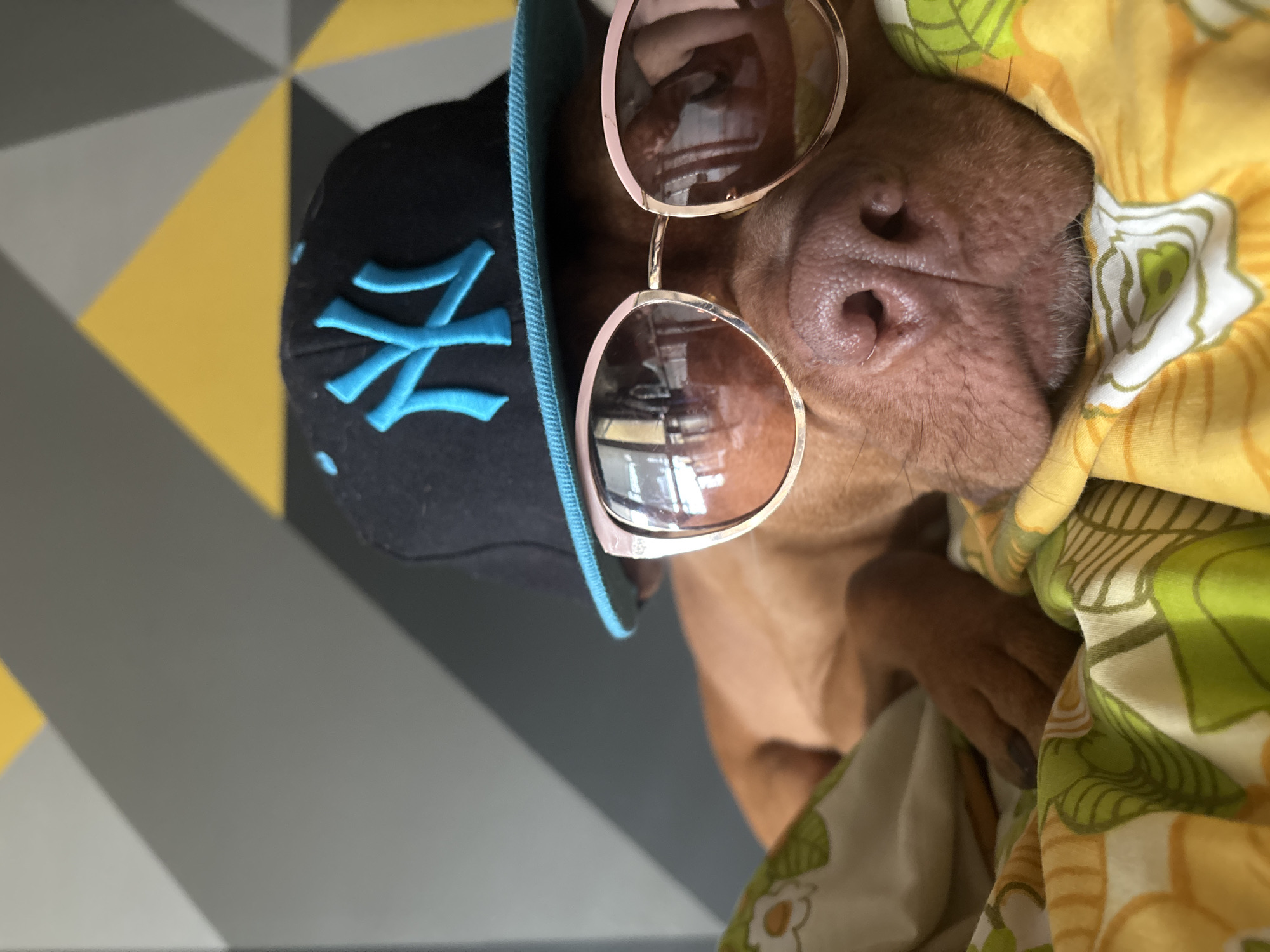 The media file presents an amusing close-up of a reddish-brown dog, likely a Vizsla, relaxing indoors in Sofia, Bulgaria. The dog is lying on its side, partially tucked into a brightly patterned blanket featuring yellow, green, and white floral or leafy motifs. It is accessorized with a black baseball cap, whose brim and embroidered "NY" (New York Yankees) logo are a vibrant light blue. Rose-gold framed sunglasses with reflective lenses are perched on its snout, obscuring its eyes and adding to its dapper, yet comical, appearance. A prominent view of the dog's large, moist nose and part of its mouth suggests a state of deep relaxation or sleep. The background reveals a modern wall design composed of geometric triangles in varying shades of grey and yellow, indicating a contemporary home setting. The image captures a lighthearted moment, emphasizing the dog's expressive features and its quirky attire.