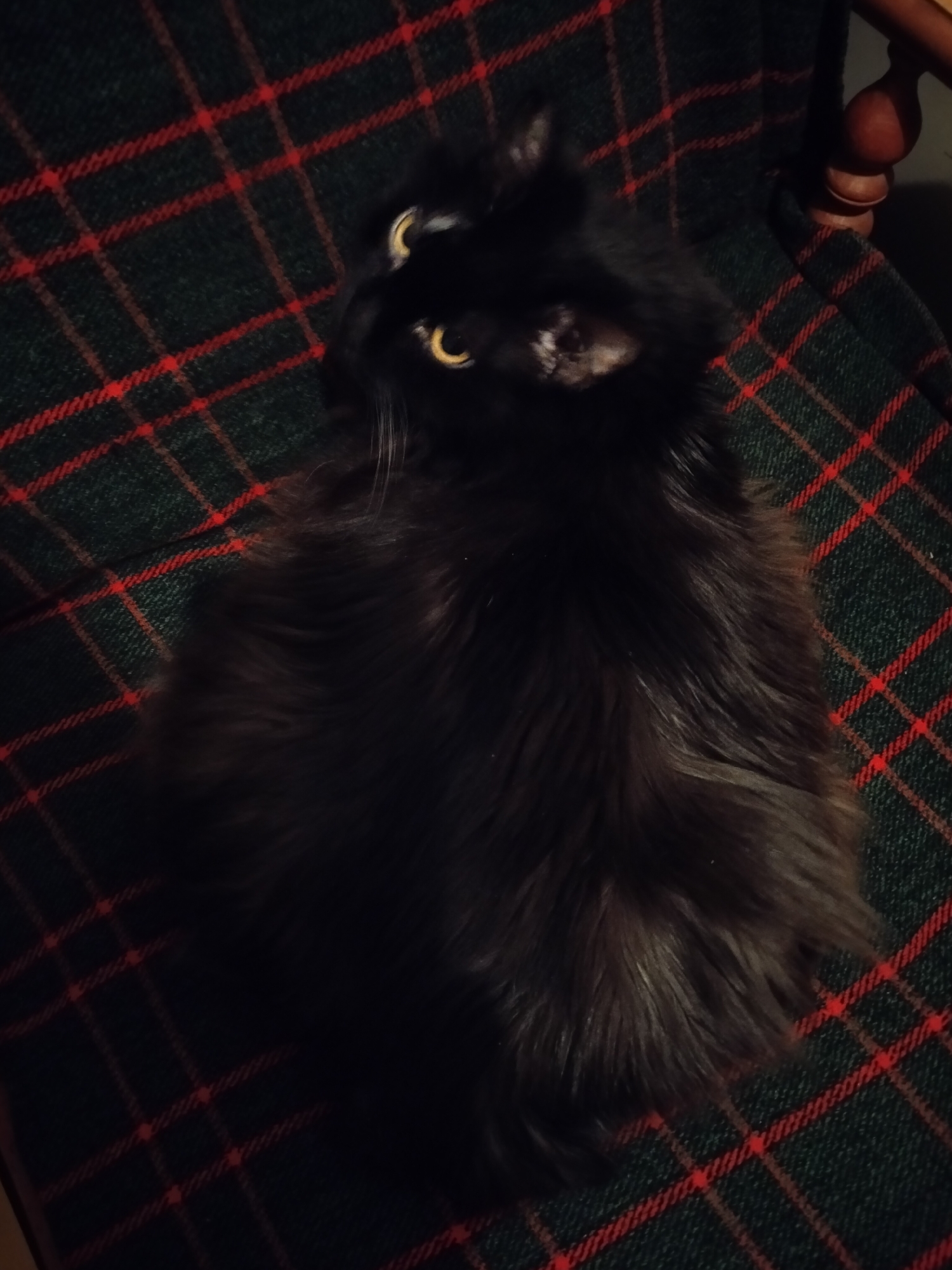 The image features a black, long-haired cat resting on a dark green blanket adorned with a red plaid pattern. The cat, seen from an elevated perspective, occupies the central and lower portions of the frame. Its thick, dark fur creates a voluminous silhouette, and its head is turned slightly to its left, looking upwards. The cat's prominent yellow-amber eyes reflect light brightly, suggesting a dimly lit indoor environment.
To the right of the cat, a reddish-brown wooden armrest or part of a chair's back is visible, indicating the feline is seated on furniture. The plaid blanket covers this furniture, adding a touch of warmth and texture to the scene. The overall setting appears to be an indoor space, possibly a home in Ternopil, Ukraine, where the cat is comfortably settled. The cat's posture and alert eyes suggest it is observing something outside the frame. There is no visible text in the image.