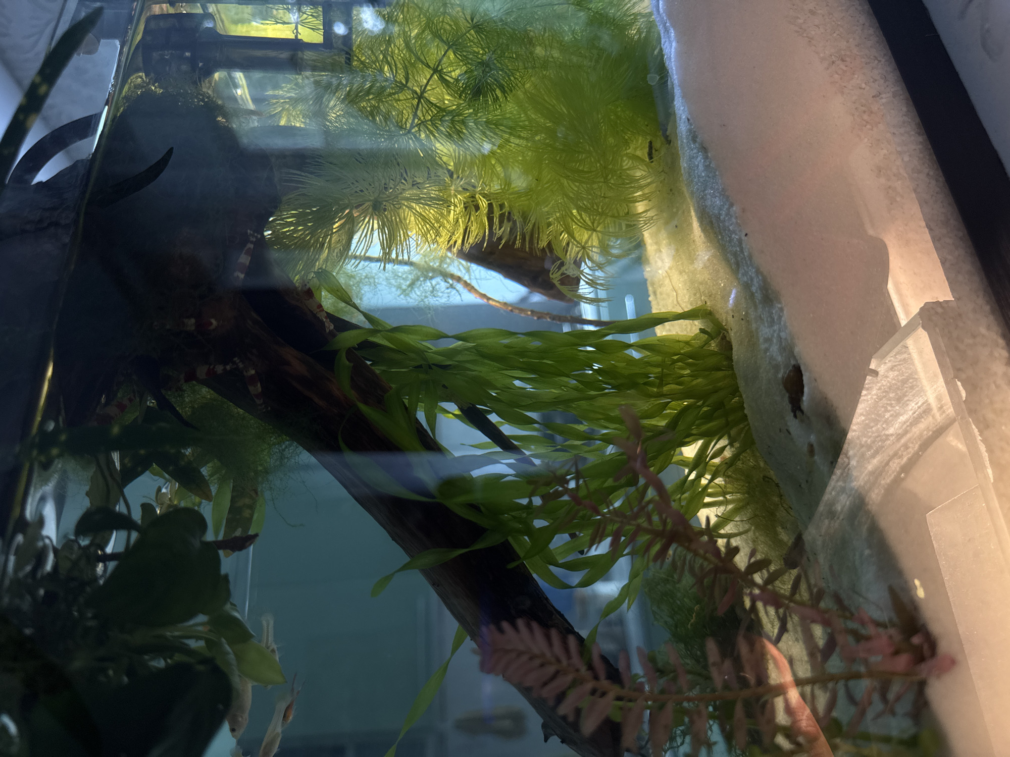 The image shows an aquarium with aquatic plants, sand substrate, and several small fish and shrimp. The water is clear, and the lighting appears to be from above, casting shadows within the tank. The aquarium is set up with a driftwood piece and various types of aquatic flora, including some feathery green plants and some with longer, strap-like leaves. The sand at the bottom is a light color and appears to be a fine grain. There are several shrimp visible, with red and white stripes. Small, light-colored fish are also present. The scene is indoors, with a dark background visible through the aquarium glass. The location is an unknown city and state.