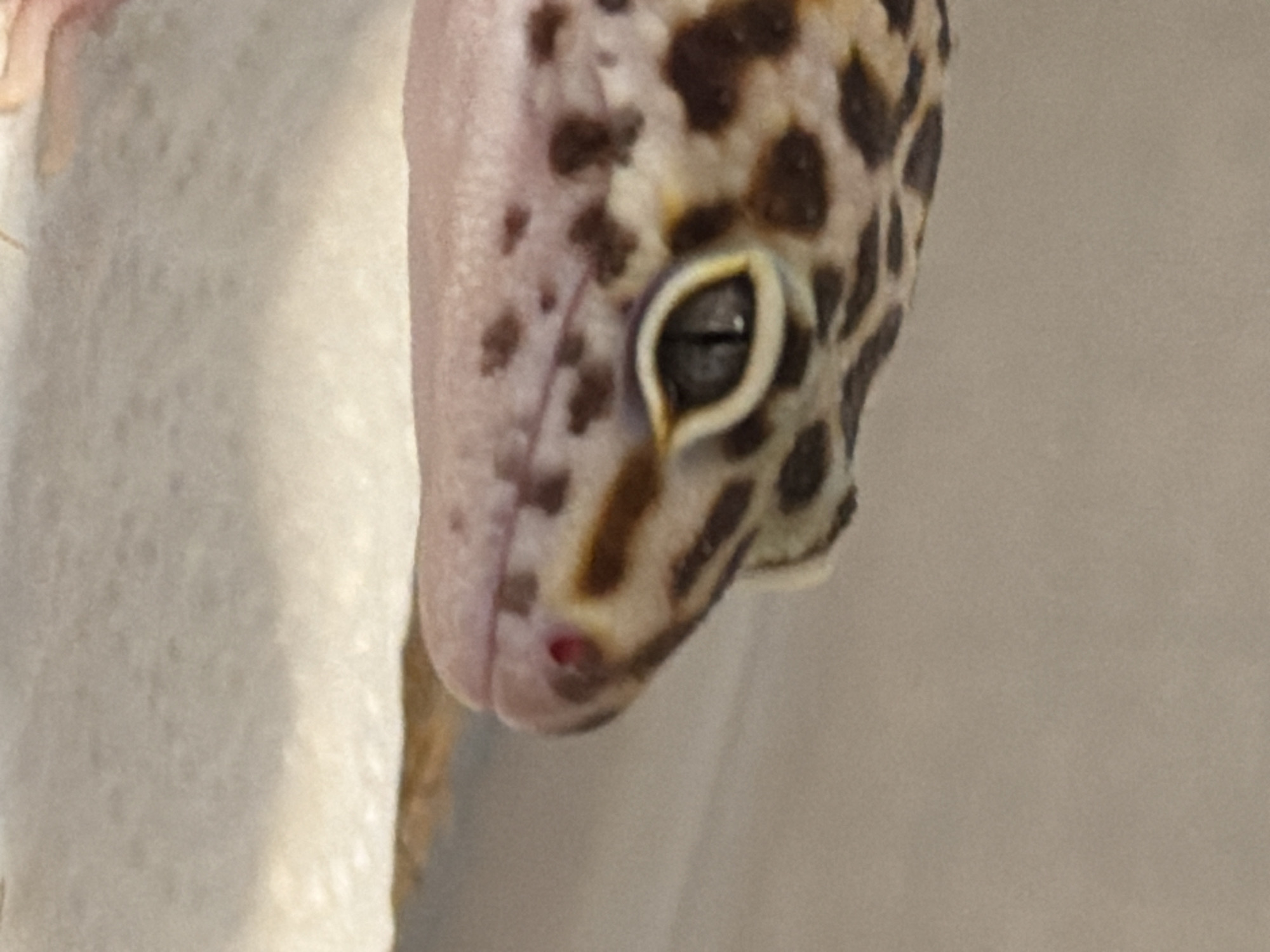 A close-up photograph shows the head of a leopard gecko. The gecko's head is mostly turned to the side, with its eye clearly visible. The gecko has a light-colored skin tone with dark brown and tan spots. A portion of its nostril is also visible, showing a small red area within. The background is blurred and out of focus. The location is not discernible from the image.