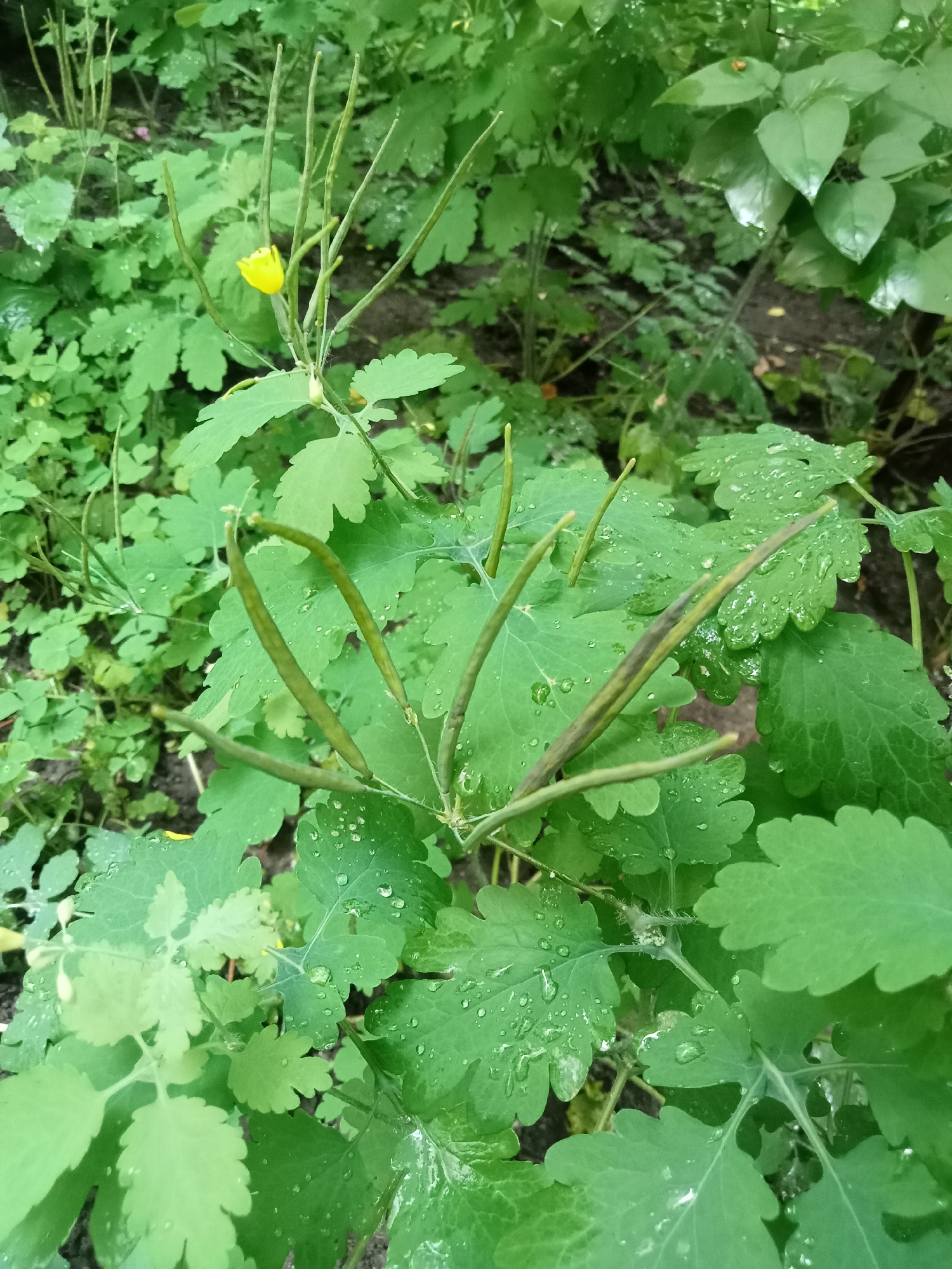 The image captures a close-up, slightly elevated perspective of a patch of Greater Celandine (*Chelidonium majus*) plants in a vegetated outdoor setting, located in the city of Unknown, Unknown. The central plant exhibits multiple deeply lobed, matte green leaves, many of which bear distinct water droplets. A single, four-petaled yellow flower, approximately 1-2 centimeters in diameter, is visible towards the upper left portion of the frame. Numerous long, slender, green to brownish-green seed pods (siliques), measuring approximately 3 to 6 centimeters in length, project upwards and outwards from the plant's stem. The background consists of out-of-focus green foliage from other plants and areas of dark, damp soil. No human figures, animals, or artificial structures are discernible within the scene.