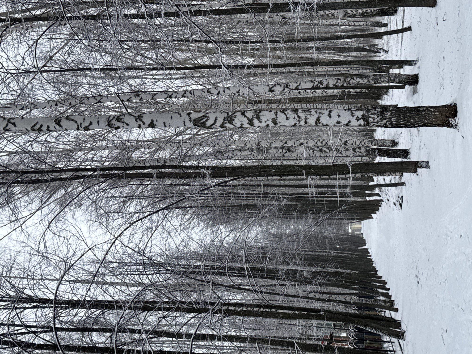 The image depicts a snowy avenue of birch trees, identifiable by their distinctive white and black bark patterns, in the city of Chaikovsky, Russia. The trees stand in neat rows along the path, their branches bare and coated with ice or frost. Snow covers the ground. The photograph is taken from a low vantage point, looking down the path into the distance. In the far distance, there's a glimpse of a building or structure. The overall scene conveys a sense of winter in an urban park setting.
