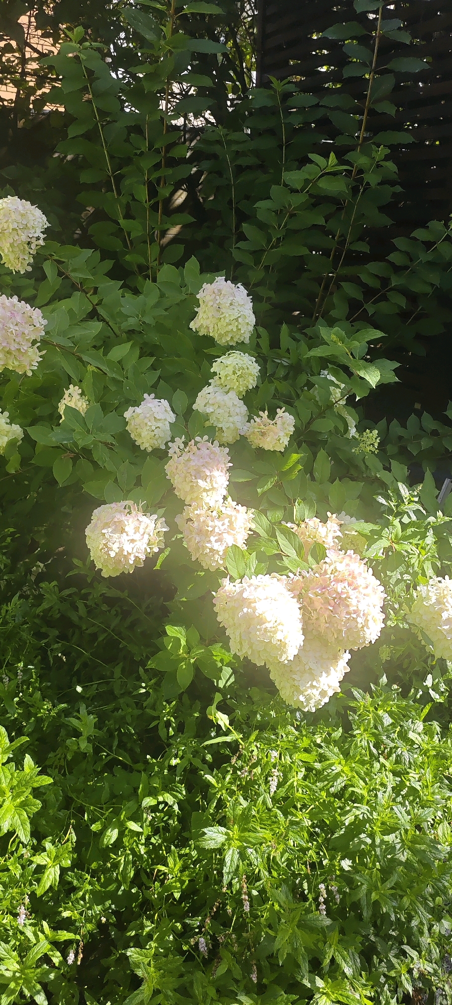 In Chkalovskoye, Russia, a cluster of white hydrangeas blooms in the foreground, their conical flower heads tinged with pink and pale green. They are nestled amongst lush green foliage, with smaller leafy plants forming a dense ground cover. In the background, the dark silhouettes of larger leaves and branches create a shadowy backdrop, hinting at a shaded area or a fence. The overall scene is one of vibrant, natural growth bathed in sunlight.