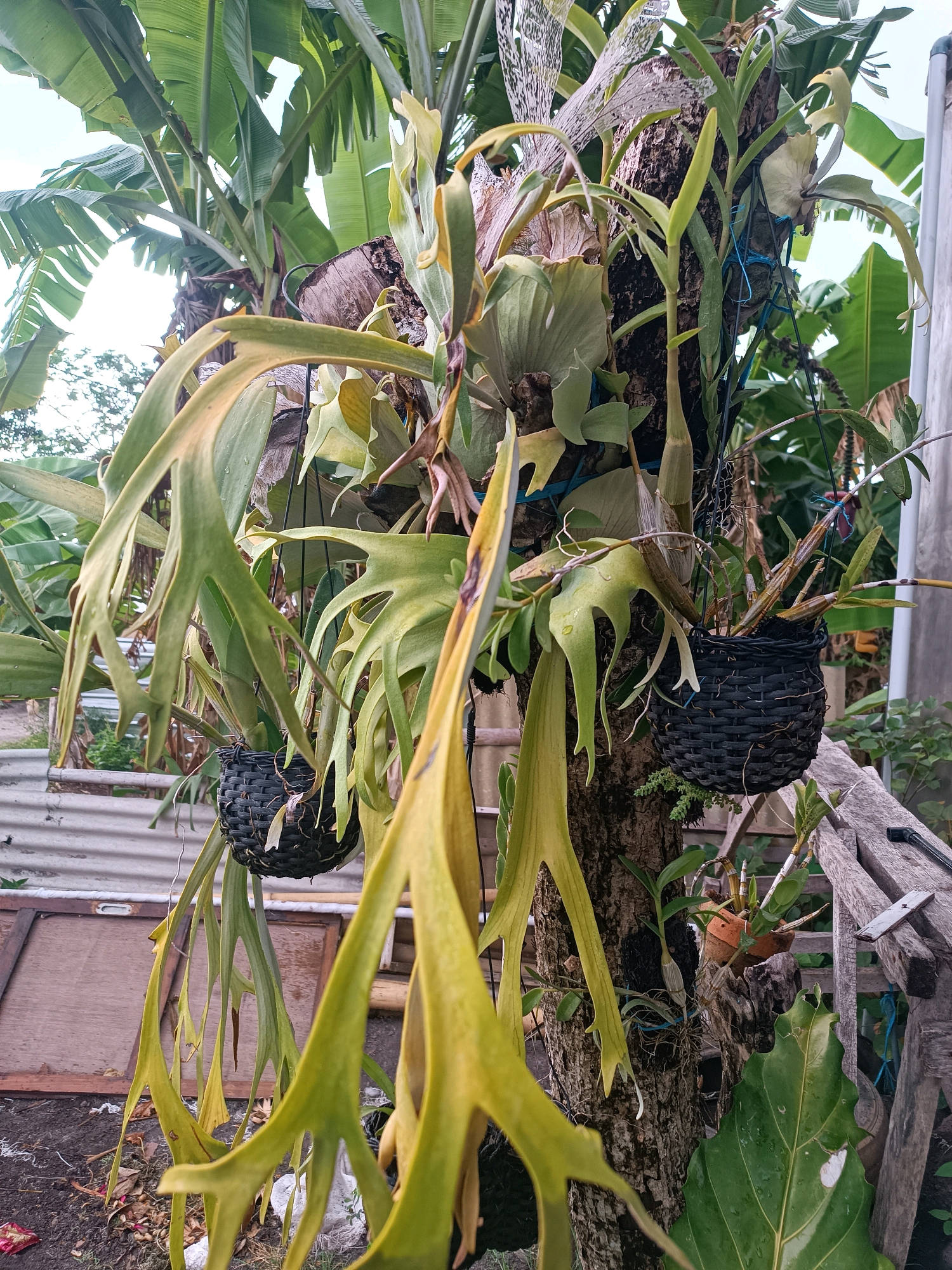 The image displays a tree trunk in what appears to be a garden setting, possibly in Tabanan, Indonesia. The tree is adorned with various epiphytic plants, including several large staghorn ferns with distinctive antler-like fronds. Two black woven baskets containing plants are suspended from the tree. In the background, banana trees with large green leaves are visible. Other elements in the scene include wooden planks, a corrugated metal structure, and soil on the ground. The lighting suggests it is daytime, possibly overcast. No people or animals are present in the image.