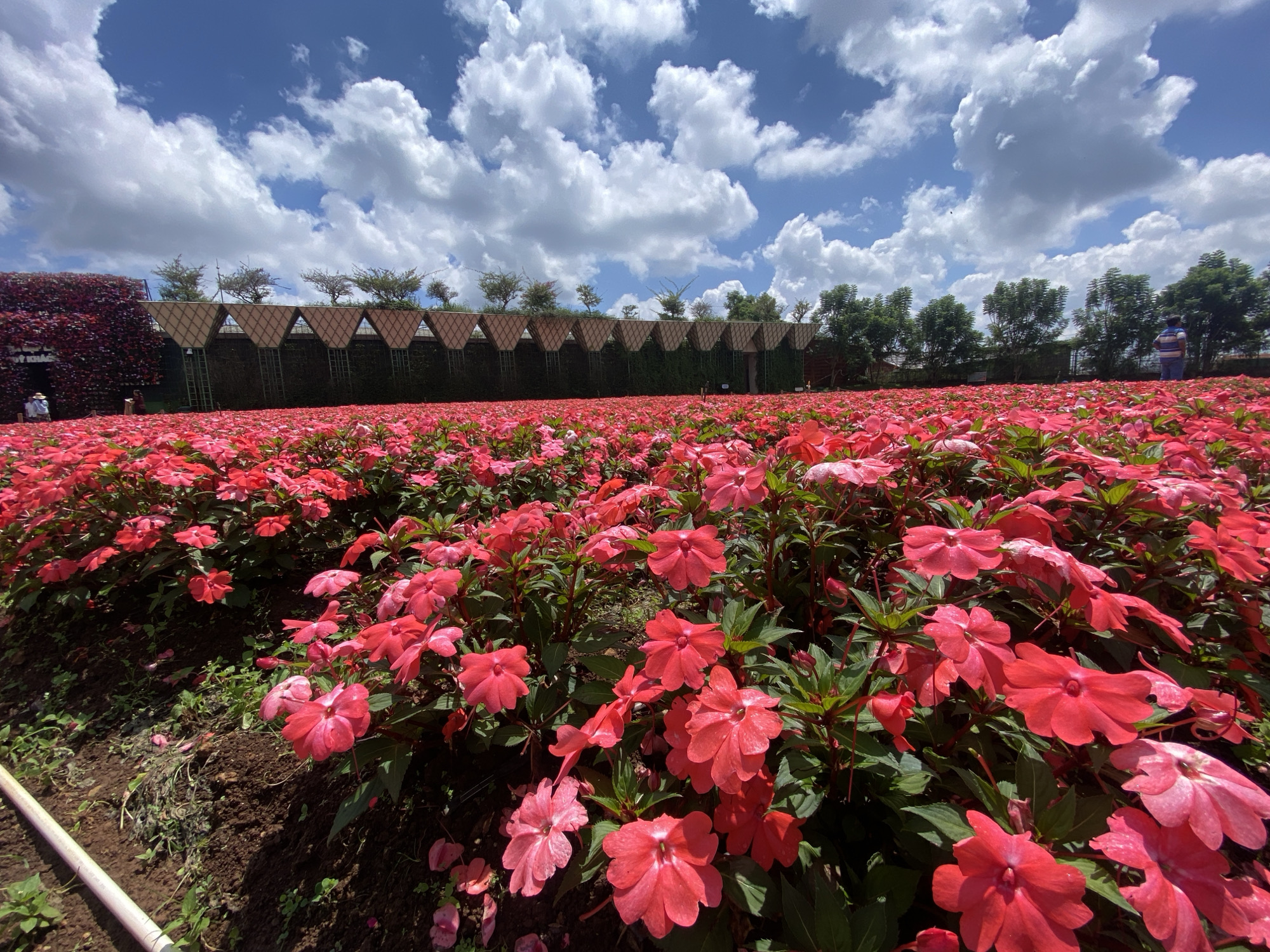 The image depicts a vibrant field of red impatiens flowers under a bright blue sky dotted with fluffy white clouds. The flowers are densely planted, creating a sea of red that extends towards a backdrop of trees and a decorative structure. In the distance, a person in a striped shirt stands near some greenery. To the left, a wall covered in deep red ivy can be seen, with two individuals standing near it. A white pipe runs along the ground in the foreground, suggesting a garden or cultivated area. The scene is likely a park or botanical garden in Cam Ly, Đà Lạt, Vietnam, known for its flower farms and scenic landscapes.