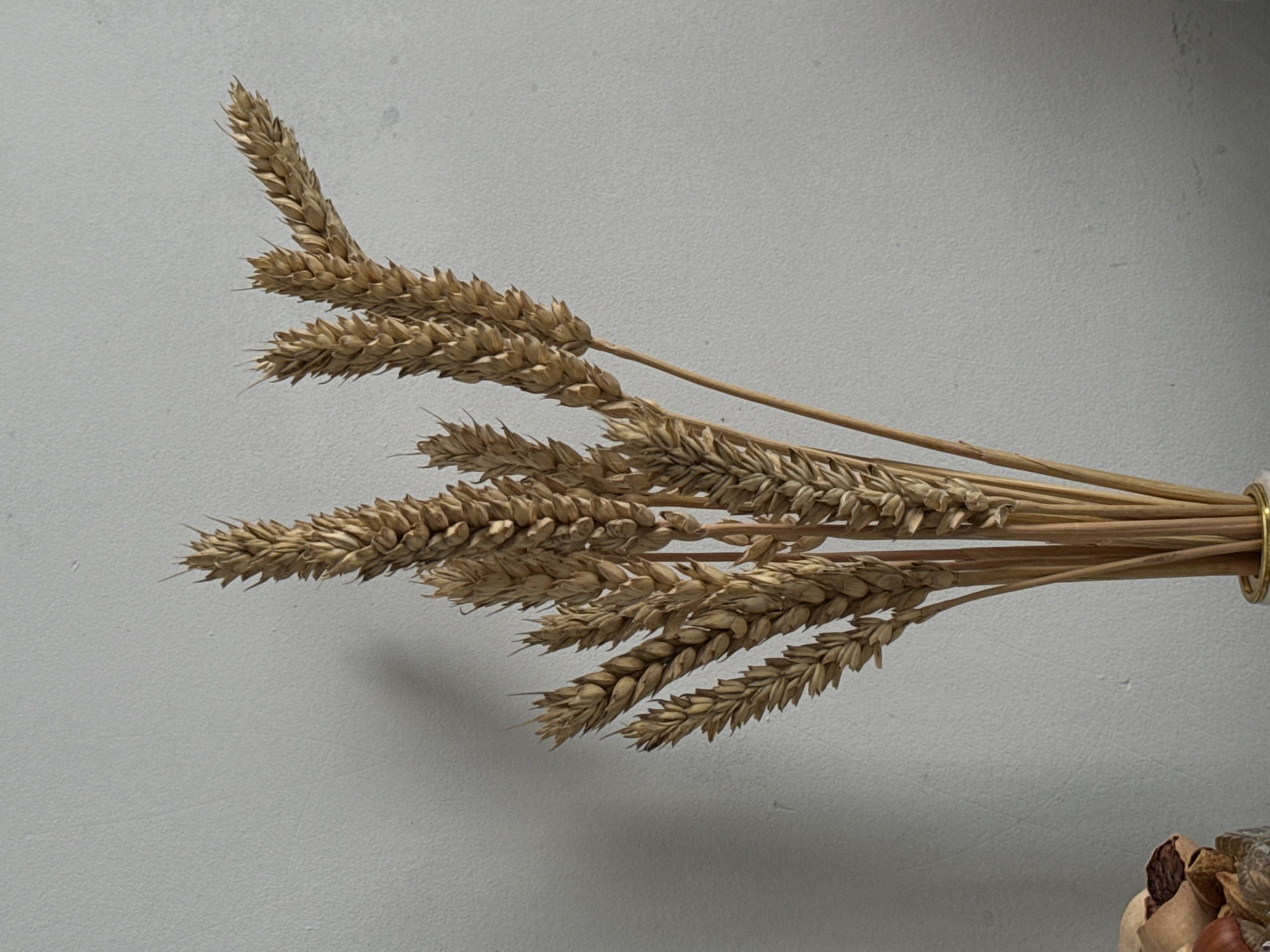 A still life image captures a bundle of dried wheat stalks arranged diagonally against a plain, light grey wall. The wheat, characterized by its golden-brown ears and slender stems, extends from the right side of the frame towards the center and left.
The stalks are gathered together by a narrow, shiny golden ring or band on the far right, just out of full view. Each ear of wheat is distinct, showcasing individual grains and small awns. The wheat casts subtle shadows on the textured wall, indicating a light source, likely from the upper left or front, though the specific time of day is not discernible. The wall has a slightly coarse, stucco-like texture.
In the bottom right corner, a small, indistinct portion of what appears to be a decorative item, possibly potpourri or dried nuts and leaves, is partially visible, suggesting the wheat is part of a larger arrangement. There are no people, explicit activities, or visible text in the image. The overall scene conveys a calm and natural aesthetic, with earthy tones dominating the color palette.