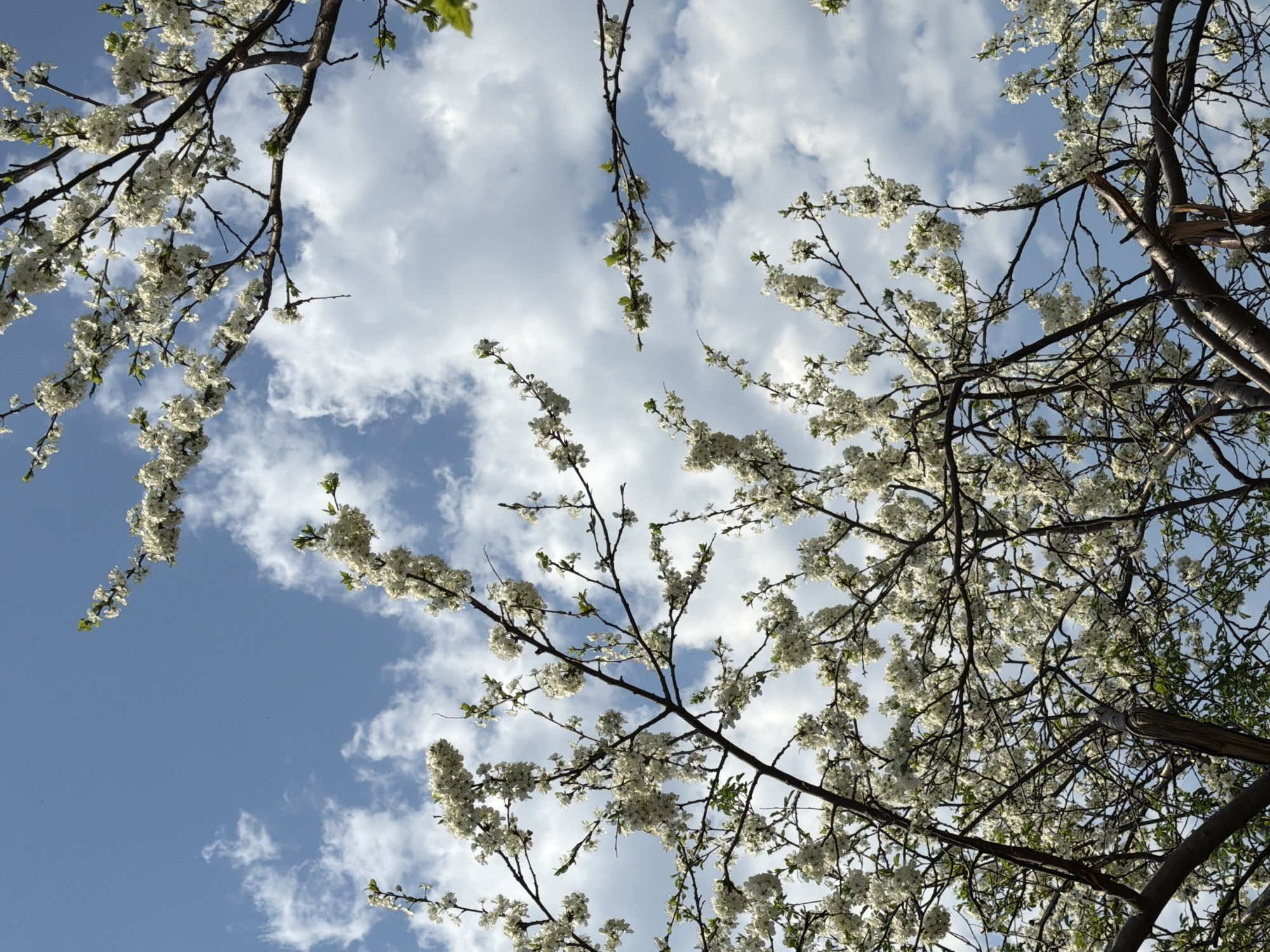 The image depicts a view looking up through blooming tree branches against a blue sky dotted with white clouds. The branches, covered in clusters of white flowers, frame the sky. The bark of the tree is visible, showing its rough texture. The location is not specified.