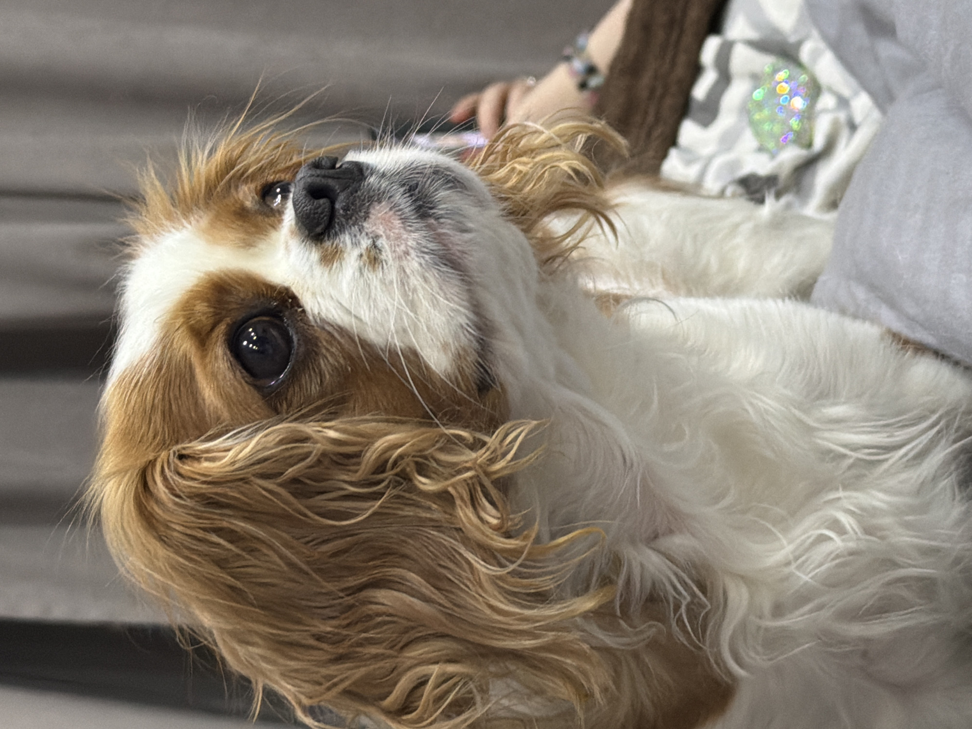An upward-angled close-up shot captures a Cavalier King Charles Spaniel, or a similar breed, predominantly brown and white, with long, flowing fur. The dog's head is tilted upwards, and its dark, expressive eyes gaze towards the upper left, conveying an attentive and curious expression. Its wet, black nose and white muzzle are prominent.
A human hand and arm are visible in the blurred background on the right, suggesting the dog is interacting with or being held by a person. The hand appears to be holding a small, indistinct object. Portions of clothing or soft furnishings are visible behind the dog, including a grey and white striped pattern, a plain light grey fabric, and a brown, textured material. A small, iridescent, glittery object, possibly a sequin or decoration, is visible on the striped fabric in the background. The immediate background to the left is a soft, textured grey surface.
The setting appears to be indoors, likely in a comfortable environment. The lighting suggests daytime. The dog's luxurious coat is a mix of rich brown (sable or blenheim) on its ears and patches on its head and body, contrasting with its fluffy white chest, face, and underbelly. No text is visible in the image. The overall impression is one of gentle interaction and warmth. The photo's perspective emphasizes the dog's endearing gaze.