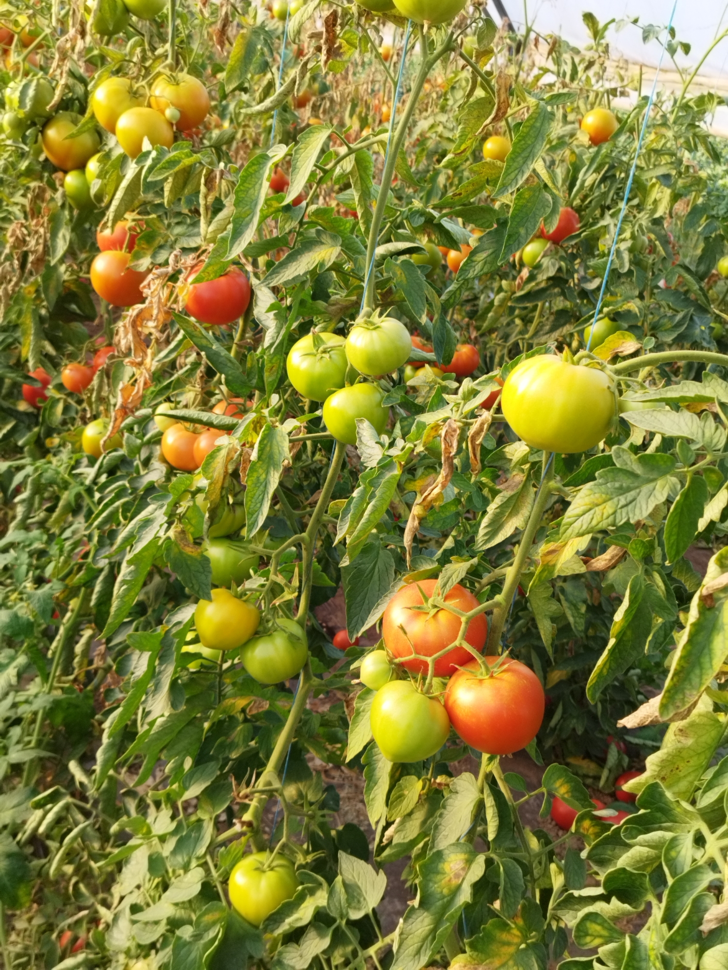 The image depicts a greenhouse filled with tomato plants in various stages of ripeness. The plants are laden with tomatoes, ranging in color from green to yellow to bright red. Some of the tomatoes are fully grown and appear ready for harvest, while others are still small and green. The plants are supported by a system of stakes and strings, suggesting they are being cultivated commercially. The greenhouse environment is evident from the diffuse lighting and the presence of what appears to be a clear roof structure in the background. The foliage of the tomato plants is lush and green, though some leaves show signs of age or disease. The overall scene is one of agricultural productivity, showcasing a bountiful crop of tomatoes. The image was taken in Băleni-Sârbi, Romania.