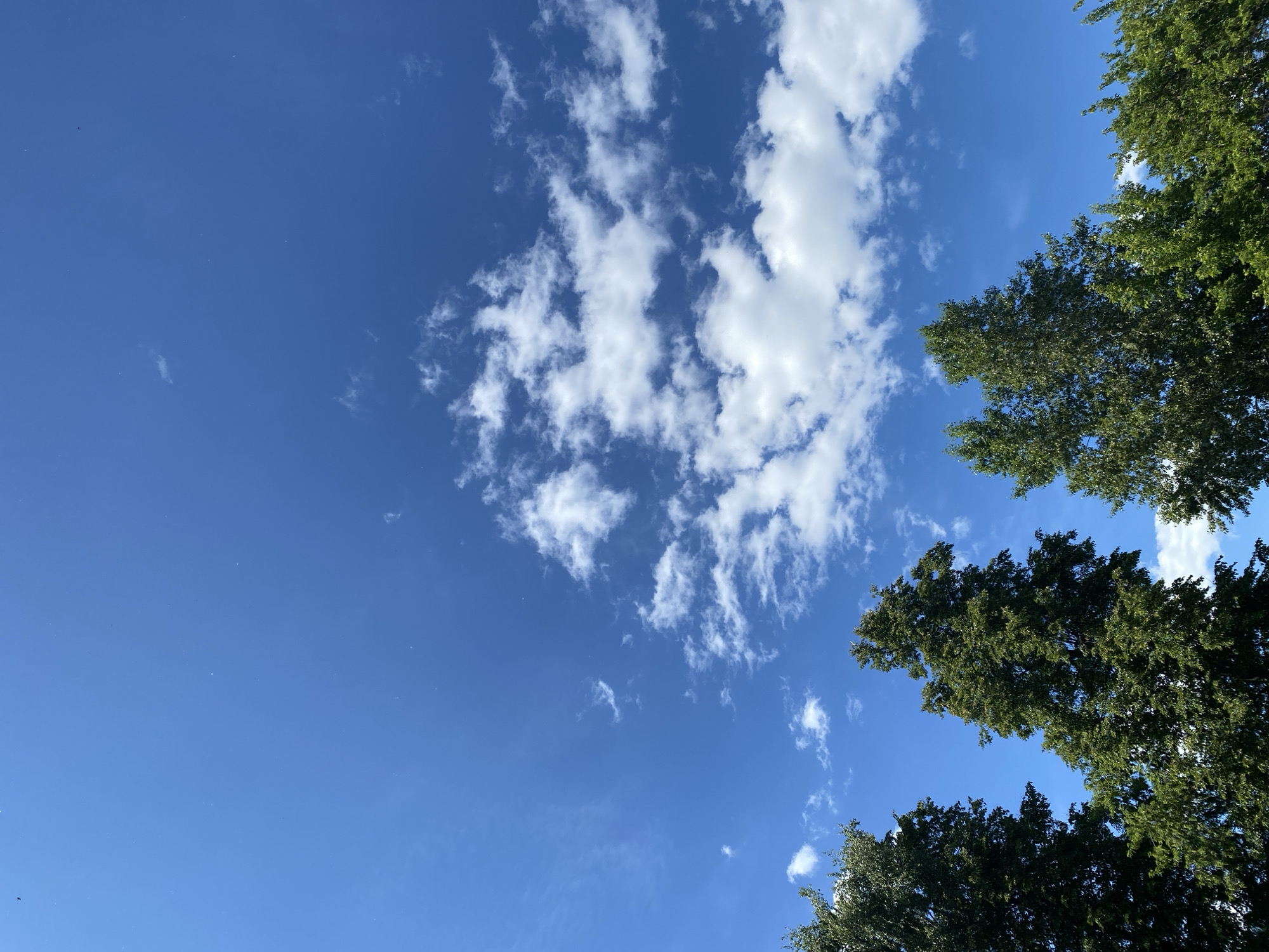 The image presents an upward-looking view of the sky and tree canopy in Chaikovsky, Russia, under clear daytime conditions. The upper approximately three-quarters of the frame is occupied by a vivid, deep blue sky. Scattered white cumulus cloud formations are visible, concentrated primarily in the mid-right, with sparser, wispy cloud fragments extending across the left side. Several minute, unidentifiable dark specks are discernable against the blue expanse, including a more distinct, dark, bird-like shape in the upper-left quadrant. The lower quarter of the image features the dense, sunlit green foliage of the upper sections of multiple deciduous trees, indicating healthy growth. No human figures, man-made structures, or ground features are visible.