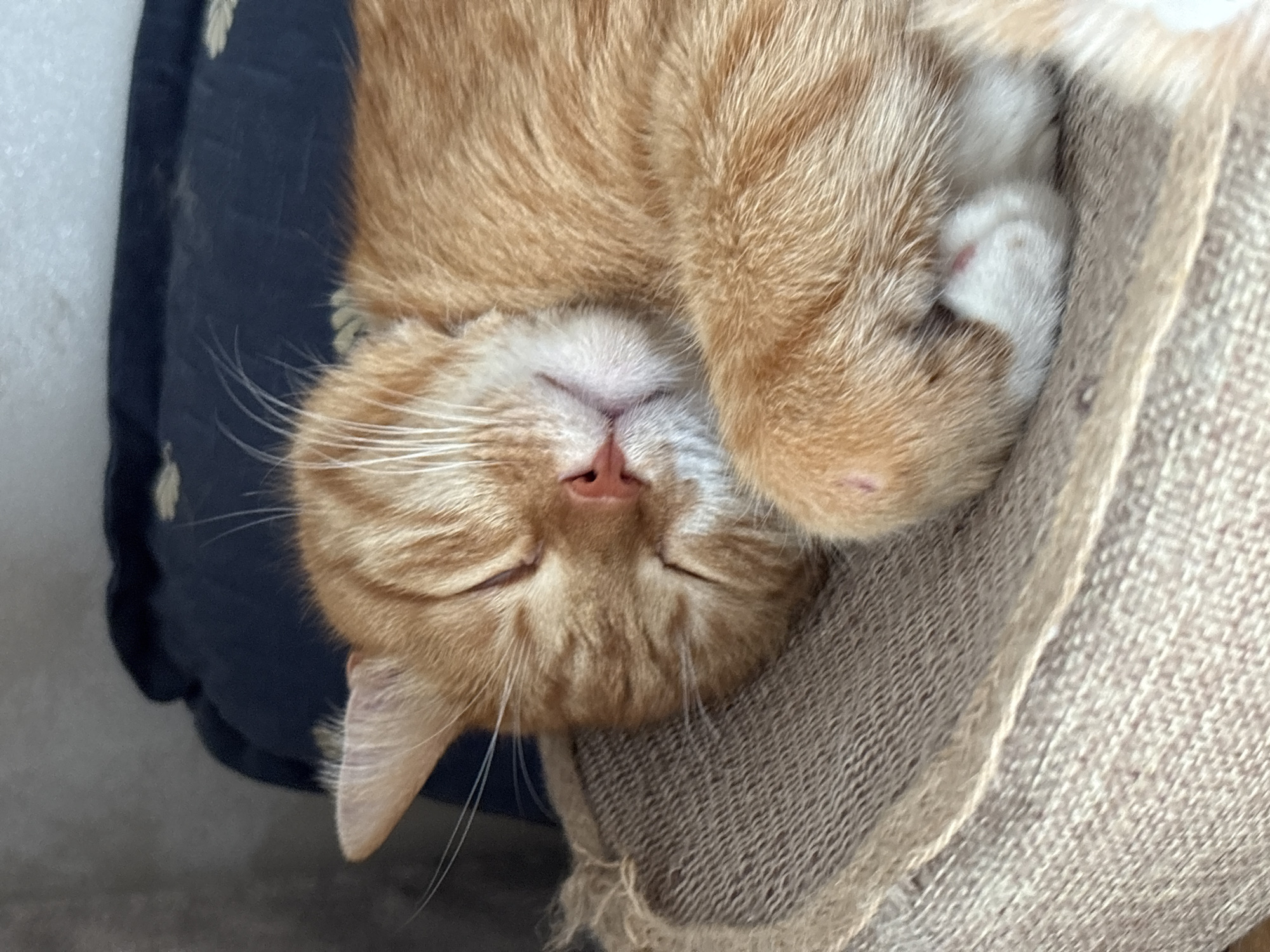 A close-up photograph shows an orange tabby cat sleeping on a pillow and blanket. The cat is upside down, with its head resting on a dark blue patterned pillow to the left and its paws tucked against its face on a tan blanket to the right. The cat's eyes are closed, and its pink nose and mouth are visible. Long, white whiskers extend from its face. The cat's fur is short and dense. The background is out of focus. The location, Bar, Montenegro, cannot be verified from the image.