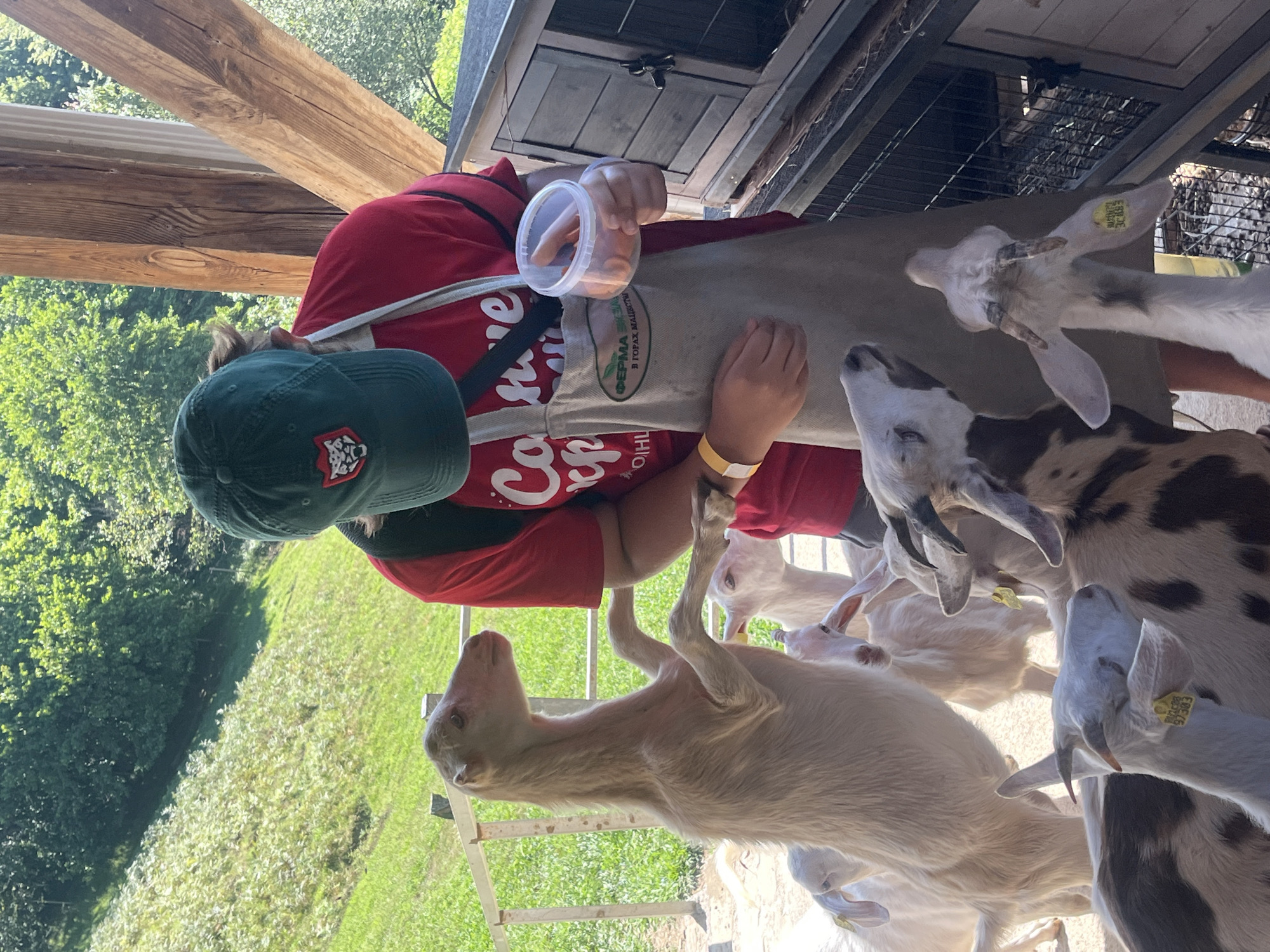 A person wearing a red t-shirt and a green cap stands on a wooden deck, holding a clear plastic container filled with carrot sticks. The person is also wearing a beige apron with a green oval logo. Several light-colored goats are gathered around, with one goat standing on its hind legs reaching towards the container. In the background, a grassy slope is visible with trees at the top. The scene appears to be at a farm or an animal sanctuary.