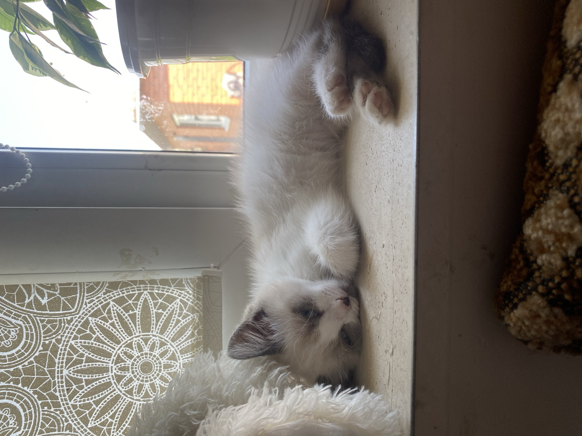 A fluffy white kitten with gray markings on its face and tail sleeps peacefully on a windowsill. The kitten's eyes are closed, and its paws are tucked beneath its body. To the left of the kitten is a plush white blanket, and to the right, a white pot with a green plant is visible. Through the window, a brick building with snow on its roof can be seen, suggesting the location is Kisliakovskaya, Russia during winter. The windowsill appears to be made of a light-colored material with a slightly textured surface. Below the windowsill, a dark surface with a textured pattern is visible, possibly a piece of furniture or bedding.