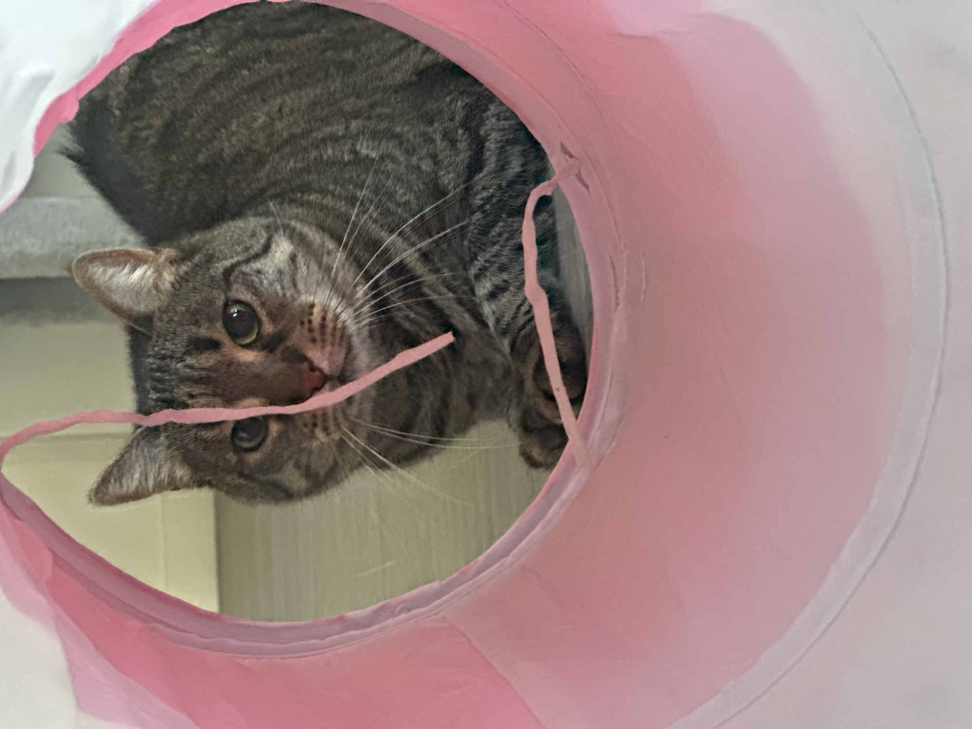 A tabby cat is captured in a close-up, eye-level shot, peeking out from within a pink, cylindrical play tunnel. The cat, with its distinctive gray and brown striped fur, has its head slightly tilted, and its large, curious green-gold eyes are directly focused on the viewer. A thin, crinkled pink string or toy is held near its nose and mouth, suggesting it is actively playing or investigating.
The perspective is from inside the tunnel, looking out, with the vibrant pink interior forming a prominent, slightly angled frame around the cat's head and a portion of its body. The cat's front paws are visible at the bottom of the frame, resting within the tunnel. The background beyond the tunnel appears to be a softly blurred indoor environment, showing light-colored walls or furniture, implying a domestic setting. The lighting is bright and even, consistent with daytime. The image conveys a sense of playful curiosity from the cat. No visible text is present in the image. The photograph was taken in Châtenay-Malabry, France.