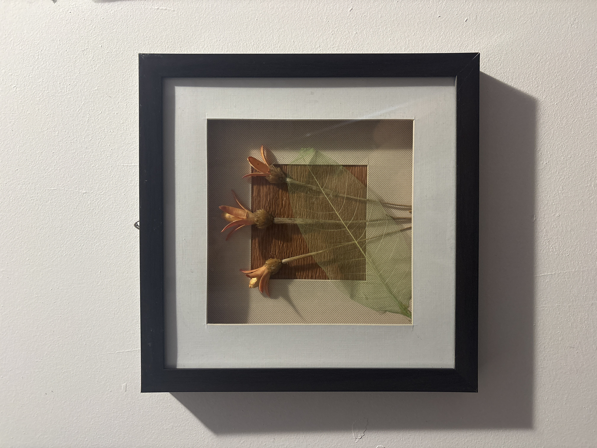 A framed piece of artwork hangs on a white wall. The frame is black with a light gray interior frame. Inside the inner frame is a tan background with a brown wooden rectangle. Three seed pods are arranged around the wooden rectangle along with the skeleton of a green leaf. The scene is indoors with artificial lighting. The location is Burgas, Bulgaria.