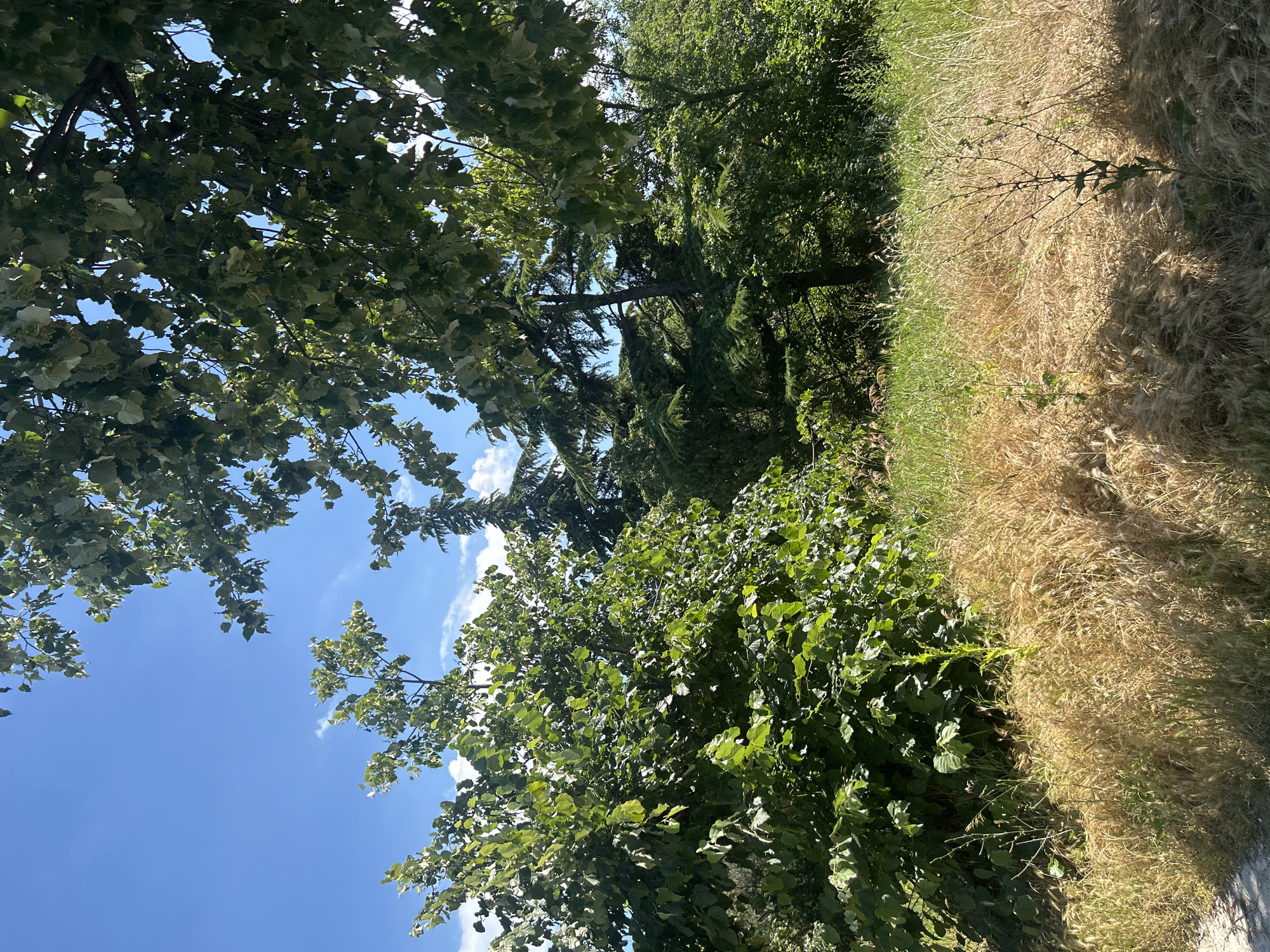 The image depicts a natural outdoor scene, likely in Varna, Bulgaria. The foreground is dominated by lush green foliage, appearing to be trees and shrubs, with some of their leaves catching the sunlight. To the right of the greenery, dry, golden-brown grass is visible, suggesting a contrast between a well-watered area and a drier, perhaps uncultivated, section of land. The sky above is a vibrant blue with scattered white clouds. The overall impression is of a sunny day with a clear sky, likely during the warmer months. The camera angle is tilted, giving a sense of looking up through the leaves or at an angle across the landscape. There are no people or distinct objects in the scene, focusing solely on the natural environment. The lighting suggests it is daytime, possibly mid-morning or afternoon given the angle of the shadows cast by the branches onto the dry grass.