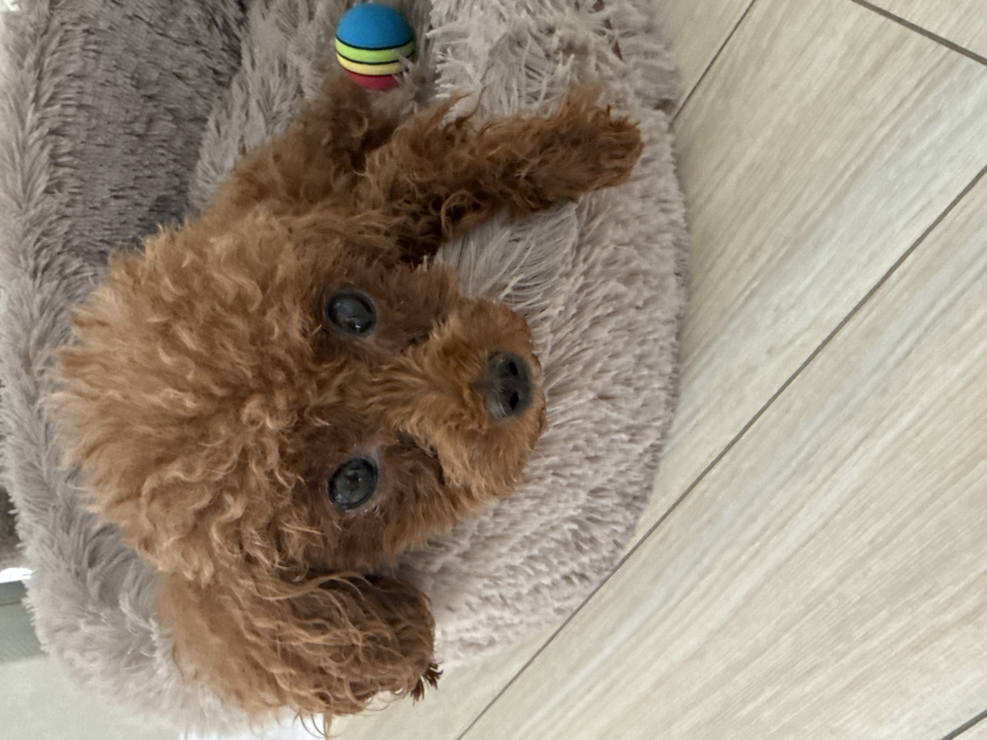 A brown toy poodle puppy lies on a fluffy grey dog bed. The puppy's fur is curly, and its large, dark eyes are looking directly at the camera. A small, multi-colored ball is visible next to the puppy on the bed. The dog bed is positioned on a light-colored wooden floor. The scene appears to be indoors, likely in a home. There is no information in the image to indicate the location in Chelyabinsk, Russia.
