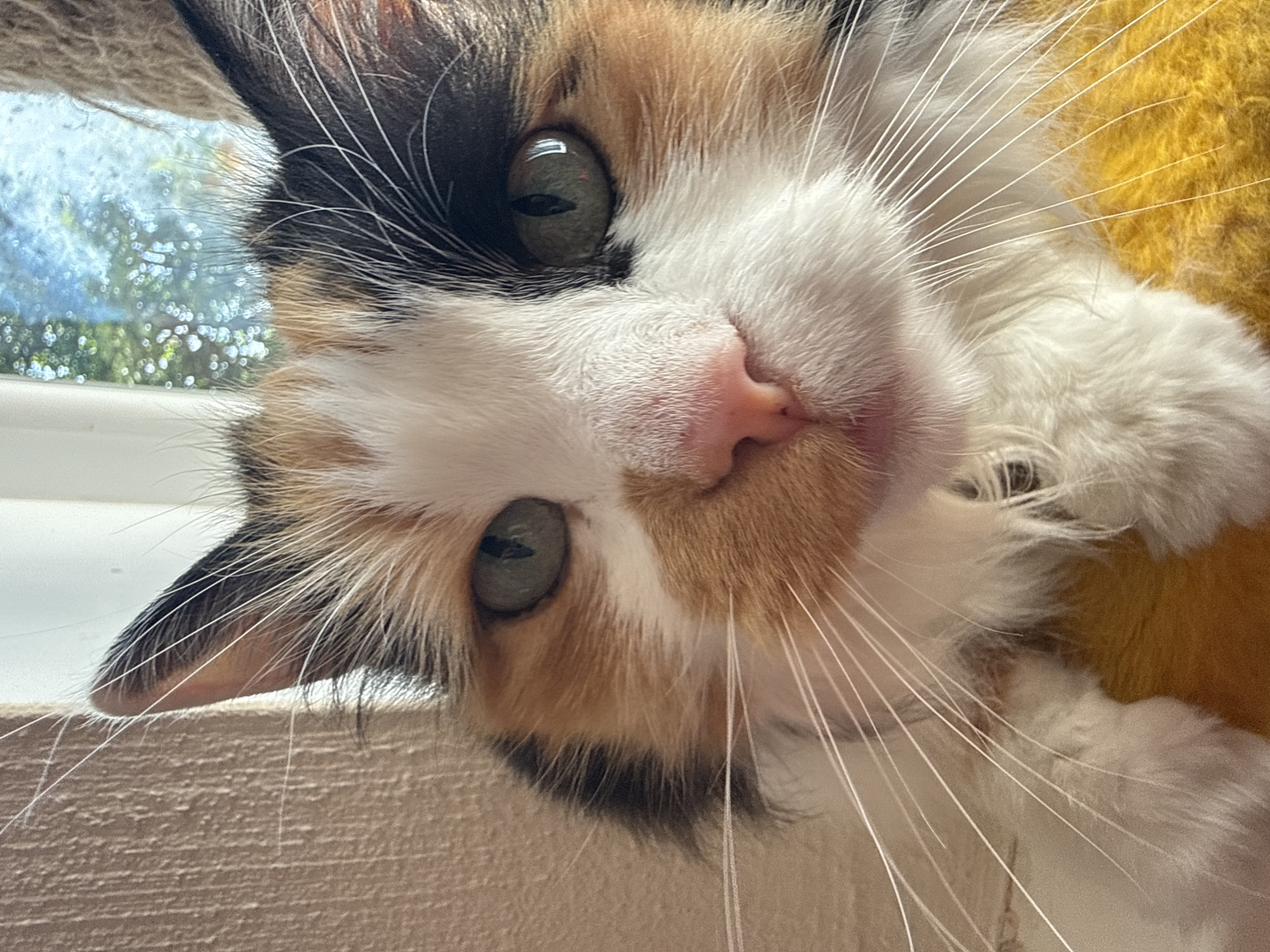 A close-up, eye-level shot shows a calico cat's face looking directly at the camera. The cat has green eyes, a pink nose, and a white muzzle with long white whiskers. Its fur is a mix of white, black, and orange. The cat is positioned in front of a textured wall on the left and a window with a blurred outdoor scene of trees and sky on the right. The cat is resting on a bright yellow surface. The lighting suggests it is daytime. The image is sharp and detailed.