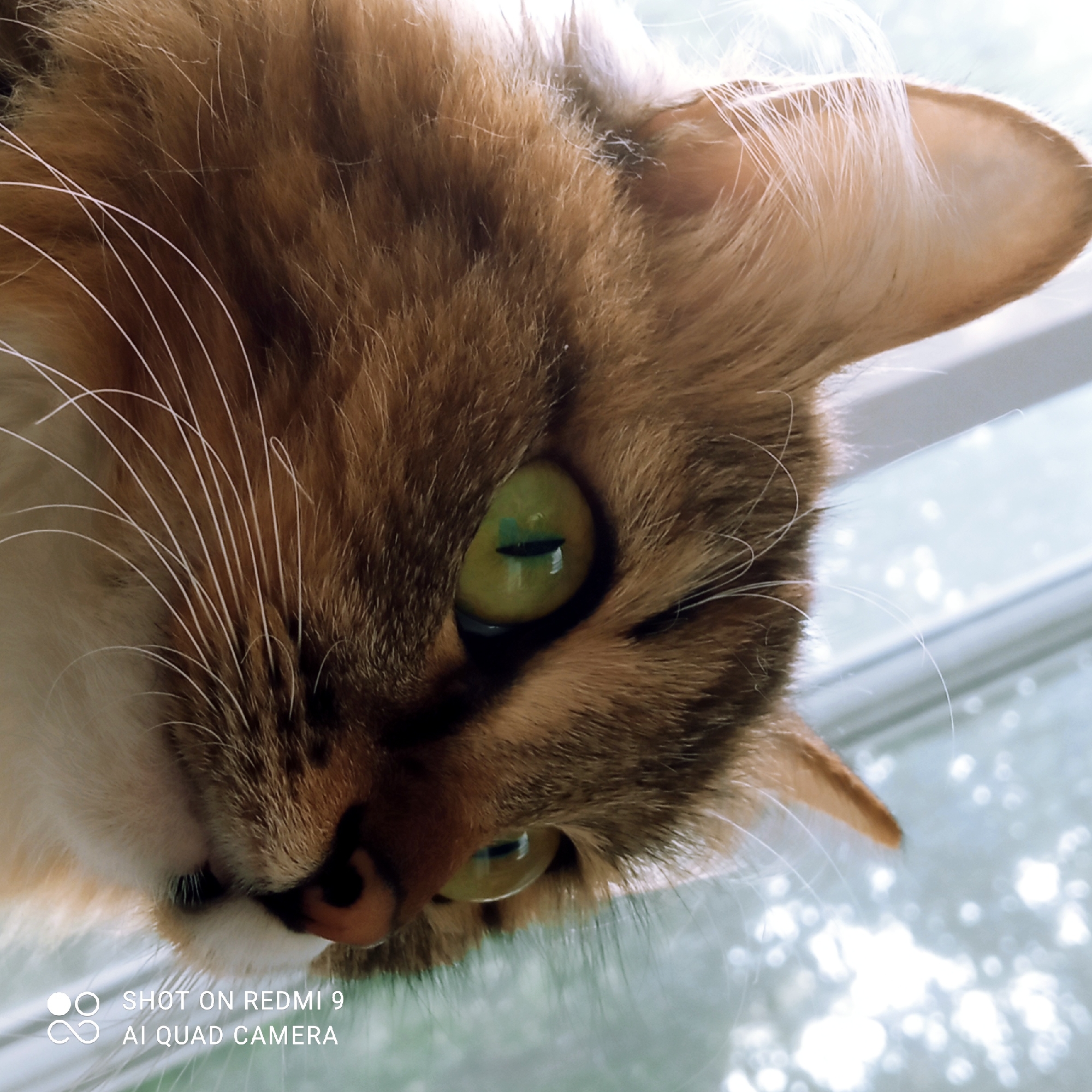This media file is a close-up, low-angle shot of a domestic cat's face. The cat has multi-colored fur, predominantly shades of orange, brown, and white. Its large, green eyes are prominently featured, with one eye more in focus than the other, revealing a reflective surface and a dark pupil. The cat's whiskers are long and white, fanning out from its face. The background is blurred and bright, suggesting it is an outdoor scene with sunlight filtering through. The lighting appears to be natural, possibly indicating daytime.
There is visible text in the lower left corner of the image. It reads "SHOT ON REDMI 9" and "AI QUAD CAMERA," indicating the device used to capture the photograph. The overall impression is one of intimacy and focus on the animal's features, with a soft, natural light. The composition suggests the cat is looking upwards or towards the viewer.