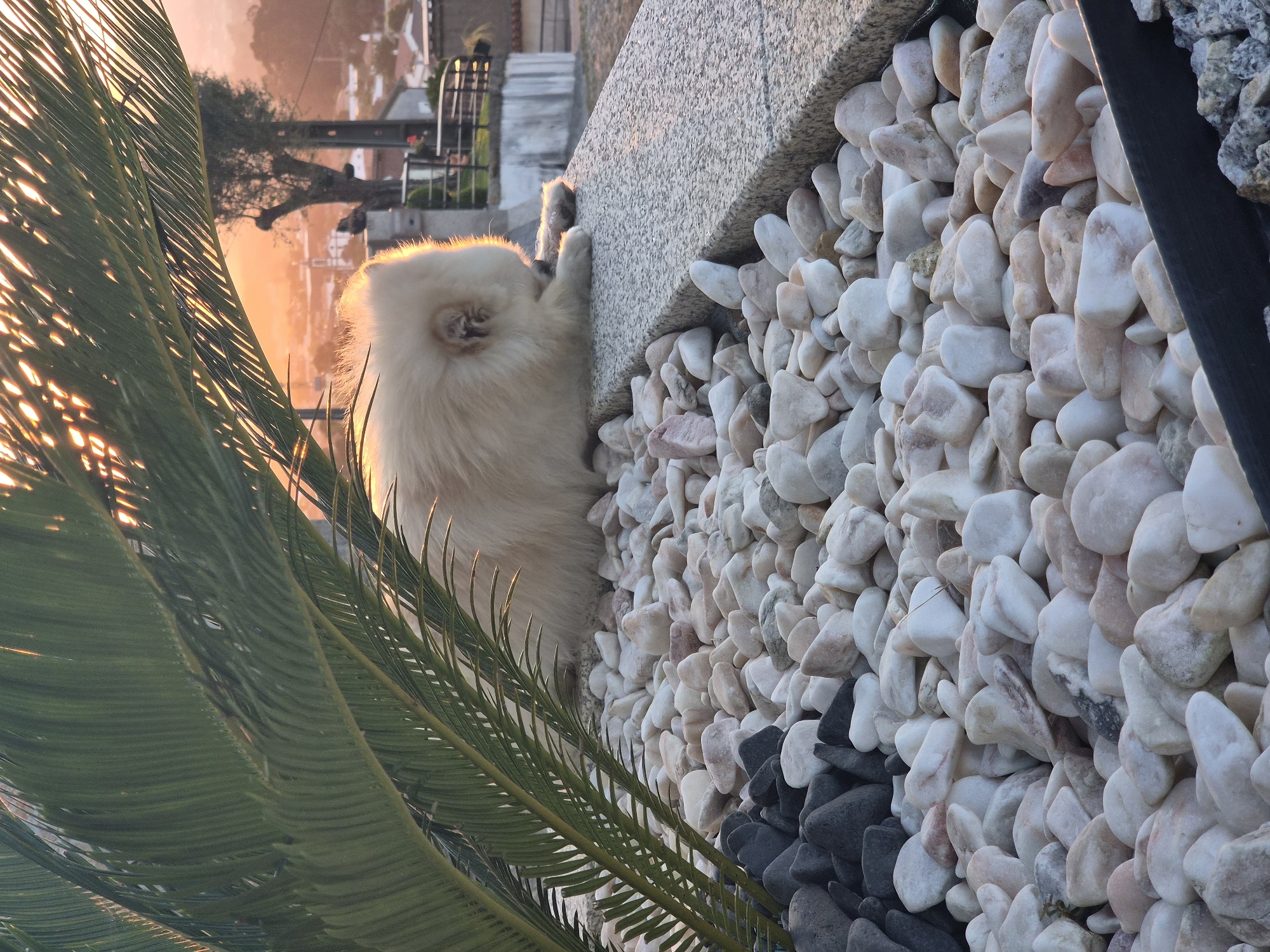 The image depicts a fluffy, cream-colored dog lying on a granite wall, partially obscured by the fronds of a palm tree. The dog is facing away from the camera, with its head lowered as if grooming or resting. The wall is covered in smooth, rounded pebbles of various sizes and colors, ranging from white and light pink to dark gray. In the background, a warm sunset casts an orange glow over a town that appears to be Barcelos, Portugal, with houses, trees, and a church spire visible. The lighting suggests it is late afternoon or early evening.