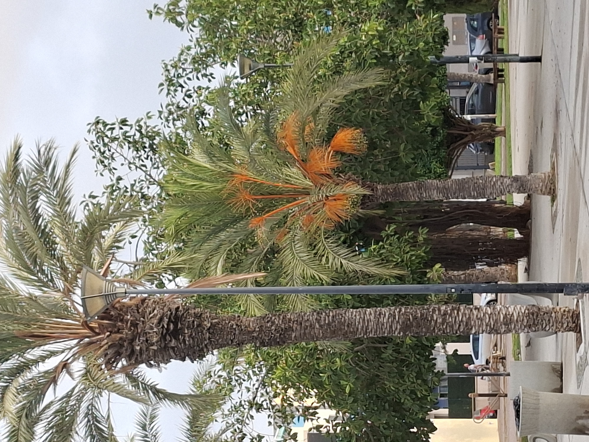 The image depicts a street scene in Torrevieja, Spain, featuring lush greenery and palm trees. A tall palm tree with a textured trunk stands prominently in the foreground, to the left of a street lamp. To the right, a smaller palm tree displays vibrant orange clusters of fruit or flowers. Behind these, a variety of trees with dense green foliage create a backdrop. In the middle ground, a white car is parked, and a person is walking near it. Further back, more vehicles and buildings are visible. The ground appears to be paved, with a concrete planter in the lower left corner. The sky is overcast, suggesting a cloudy day. The overall impression is one of a well-maintained urban landscape with abundant vegetation.