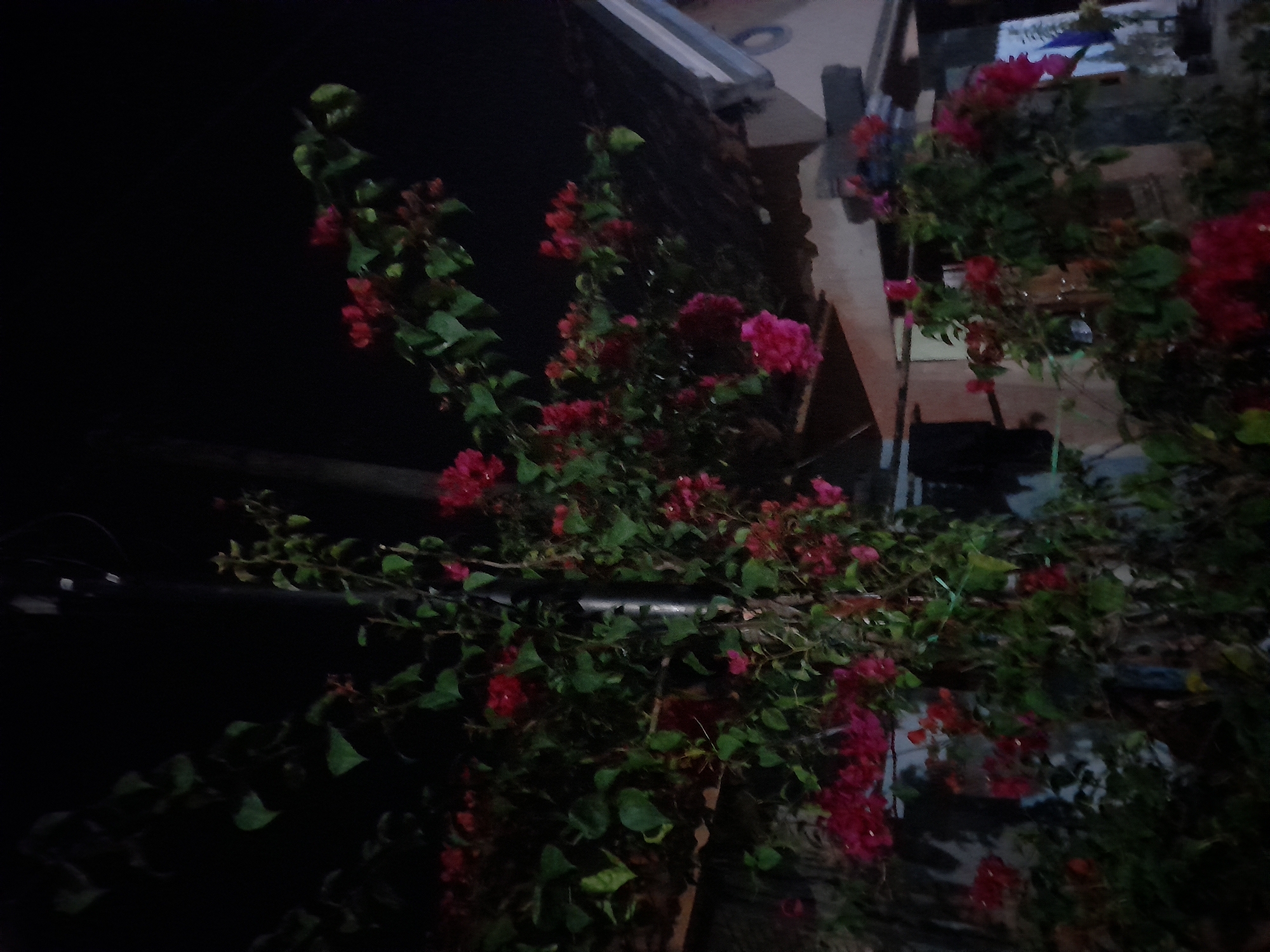 A dimly lit outdoor scene in Pulokulon, Indonesia, at night. The foreground is dominated by a dense cluster of bougainvillea plants with vibrant pink and deep red flowers and dark green leaves. The plants are growing around a dark, vertical pole or support structure. In the background, a portion of a house with a tiled roof and beige walls is visible. The roof has visible gutters. To the right of the house, a faint outline of a flag on a pole can be seen. The overall impression is that of a residential area at night, with the bougainvillea flowers being the primary focal point due to their color against the dark surroundings.