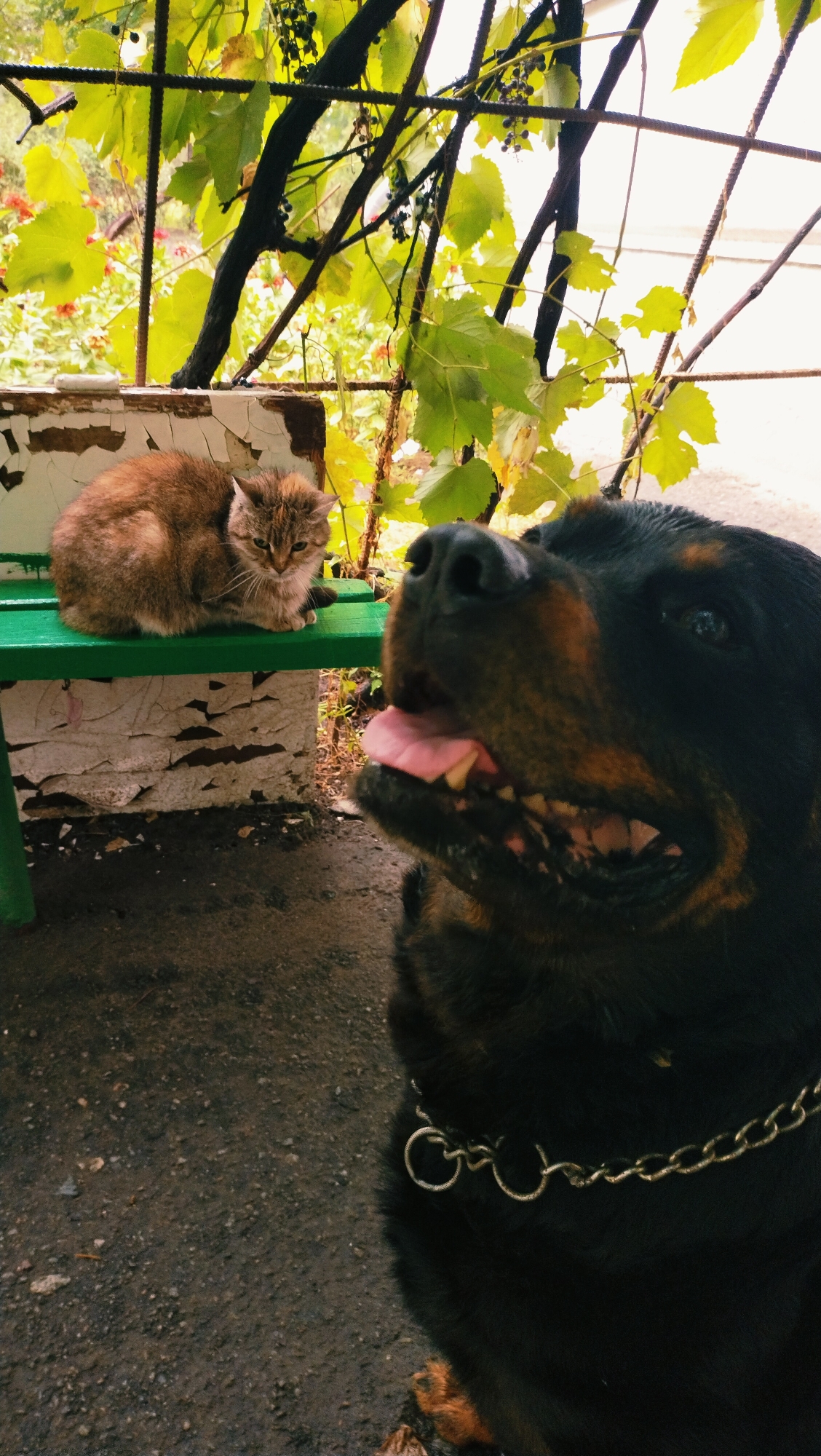A brown tabby cat is perched on a peeling green bench in front of a weathered, white, brick-like structure. The cat is facing left with its eyes partially closed. In the foreground, a Rottweiler dog's head is visible, with its mouth open and tongue hanging out. The dog is wearing a chain collar. The background features green leaves and dark branches from a vine or tree, with some dark berries visible. The scene appears to be outdoors, possibly in a courtyard or garden area. There are no visible indications of the city of Horishni Plavni, Ukraine.