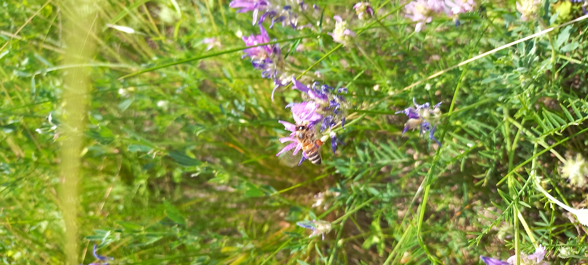 A bee is visible in the center of the image, hovering over a cluster of small purple flowers. The bee is striped brown and yellow and appears to be collecting pollen. The flowers are delicate and have multiple petals. The background is a blur of green foliage, suggesting a natural setting such as a meadow or park. The image is taken from a slightly elevated angle, looking down on the bee and flowers. The lighting suggests it is daytime, with natural sunlight illuminating the scene. The image does not contain any discernible landmarks that would indicate its specific location within Kryvyi Rih, Ukraine.