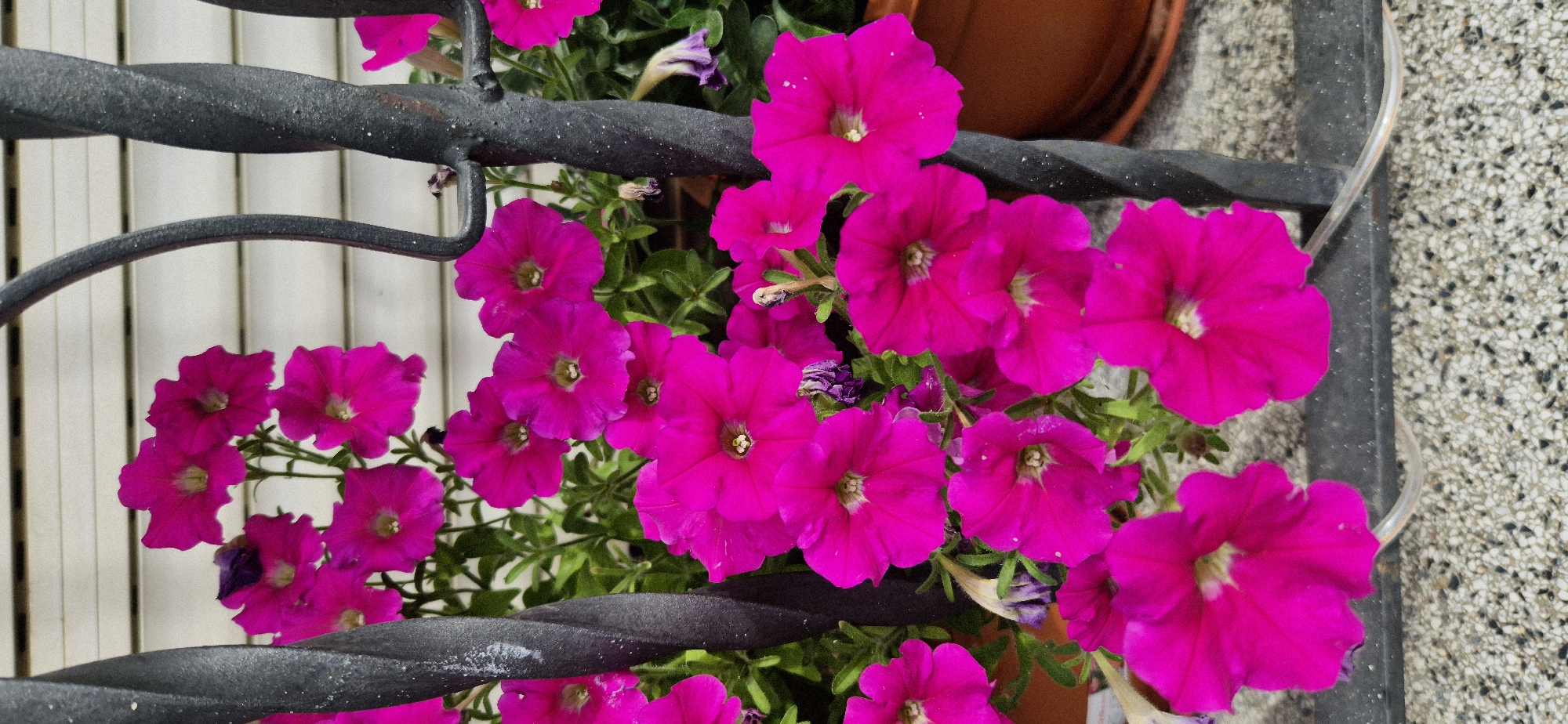 A cluster of vibrant pink petunias blooms in front of a black wrought iron fence. The flowers are at various stages of openness, with some fully bloomed and others still budding. Their petals are delicate and ruffled, with a lighter hue towards the center where the stamens are visible. The green leaves of the plants provide a lush backdrop for the colorful blossoms. The wrought iron fence is ornate, with twisted bars that add a touch of classic design to the scene. In the background, a pale, horizontal slatted surface can be seen, possibly a wall or fence. To the right, a portion of a terracotta pot is visible, suggesting these flowers are part of a potted arrangement. The ground beneath the plants is a coarse, speckled material, resembling gravel or terrazzo. The overall impression is one of a well-maintained garden or balcony space.