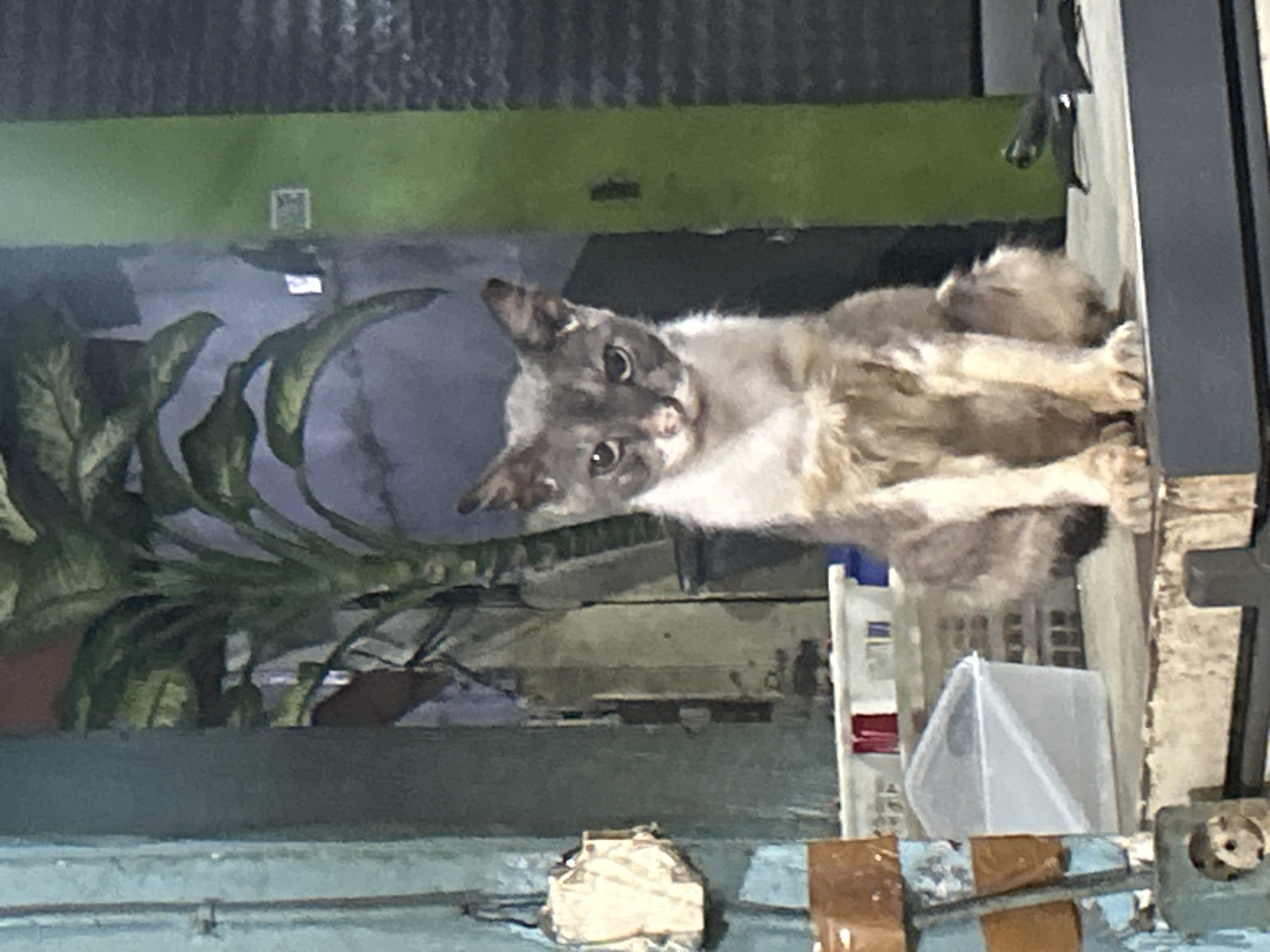 This is a tilted, slightly blurry photograph of a domestic cat lounging indoors. The cat, with grey and white fur, is lying on its back with its paws extended upwards, looking directly at the camera. Its eyes are wide open, and its head is tilted.
The background is somewhat obscured by shadow and motion blur, but appears to be an indoor setting with some greenery. To the left, large, lush green leaves of a plant are visible, suggesting a well-lit or natural light source at some point. Behind the plant, a wall with a green band is discernible. Further back, a dark, corrugated surface is visible, possibly a roof or wall.
To the right of the cat, there are some objects that suggest a cluttered or storage area. A white plastic container with a pointed top, possibly a tent or shelter, is prominent. Behind it, shelves with some items, including red and white containers, can be seen. A dark, vertical structure, possibly a door frame or support, is on the far right.
The overall lighting suggests it might be evening or an indoor space with artificial lighting. There is no discernible text in the image. The cat's relaxed posture and direct gaze create a sense of curiosity or comfort. The setting appears to be a residential or semi-residential area.