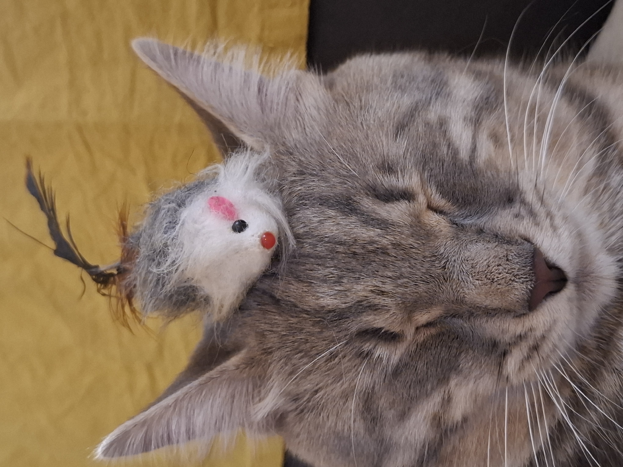 The image shows a close-up, eye-level, full-body shot of a tabby cat with its eyes closed, resting its head on a dark surface. A small, plush toy mouse with a red nose, pink cheeks, and dark feathers on its head is perched on top of the cat's head, between its ears. The cat has grey and brown fur with dark tabby markings. Its white whiskers are prominent. The background is a textured, golden-yellow fabric. The scene appears to be indoors, with no visible windows or doors. The cat's relaxed posture and closed eyes suggest it is sleeping or resting peacefully. The image does not contain any identifiable landmarks or elements that would allow for localization within Zemun Urban Municipality, Serbia, or any other specific city.