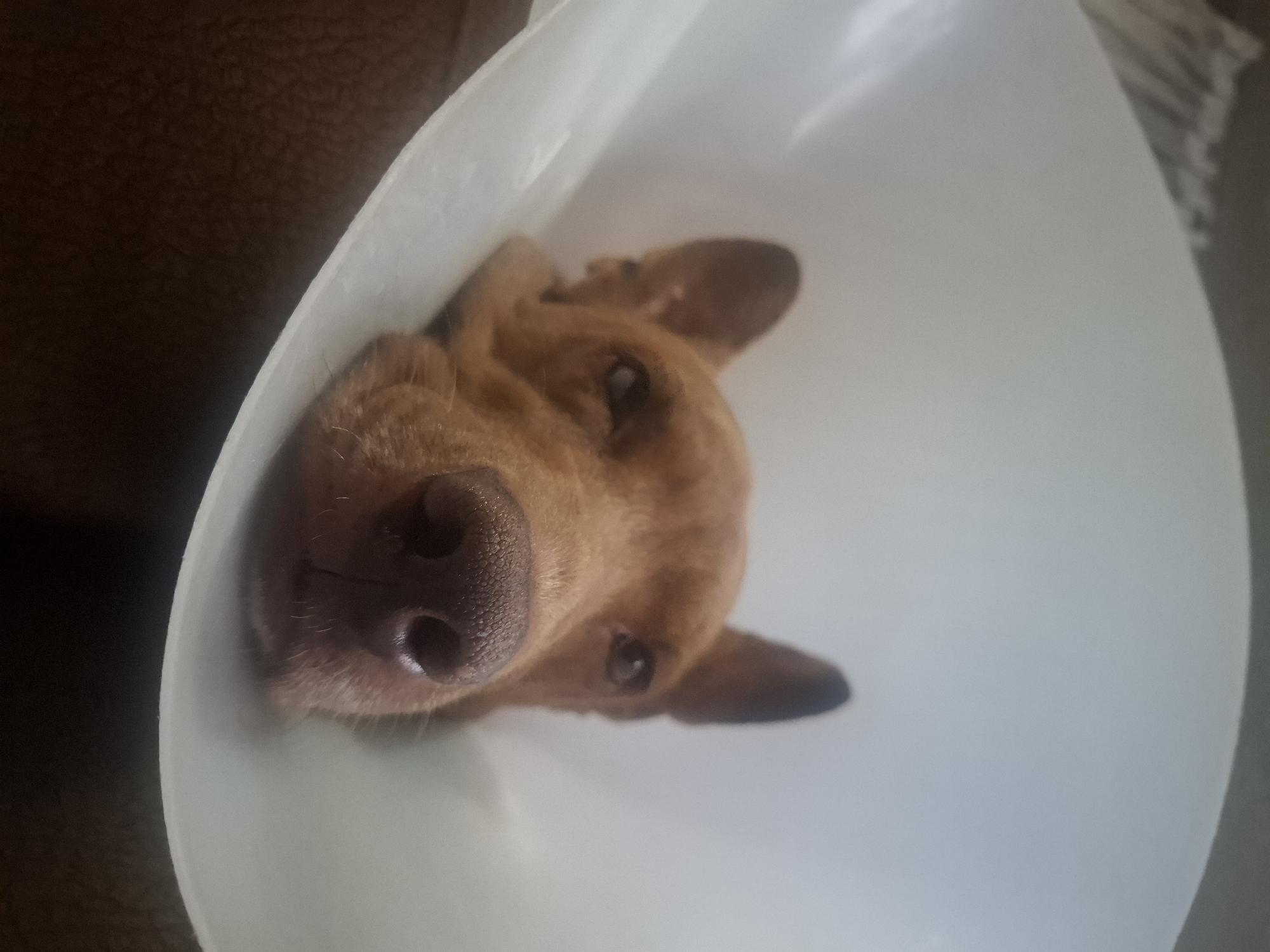 A brown dog with a black nose is wearing a white plastic cone. The dog's head is tilted to the left. Part of a brown couch is visible in the top left corner of the image. The image was most likely taken indoors. The location in the city of Naucalpan de Juárez, Mexico is speculative, not directly evident in the image.