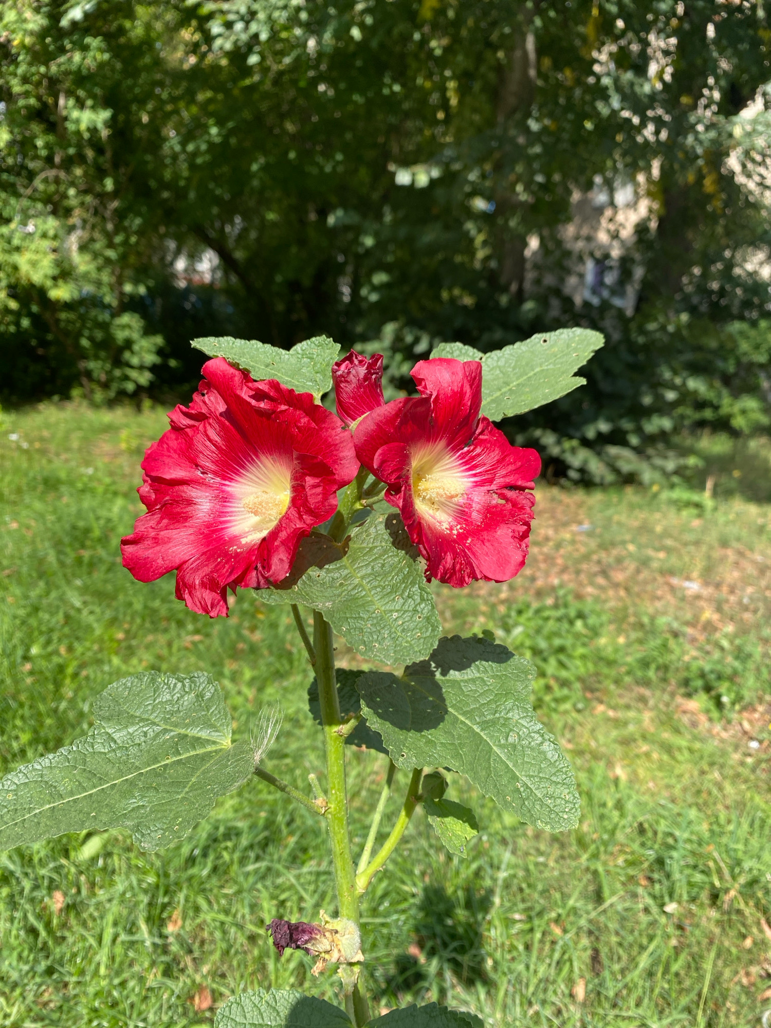 This is a vertical, eye-level, close-up shot of two vibrant red hollyhock flowers with yellow centers, blooming on a green stalk surrounded by green leaves. The background consists of blurred green trees and grass, suggesting an outdoor natural setting, possibly in Ivanteyevka, Russia. The lighting suggests a sunny day. There are no people or animals visible in the image.