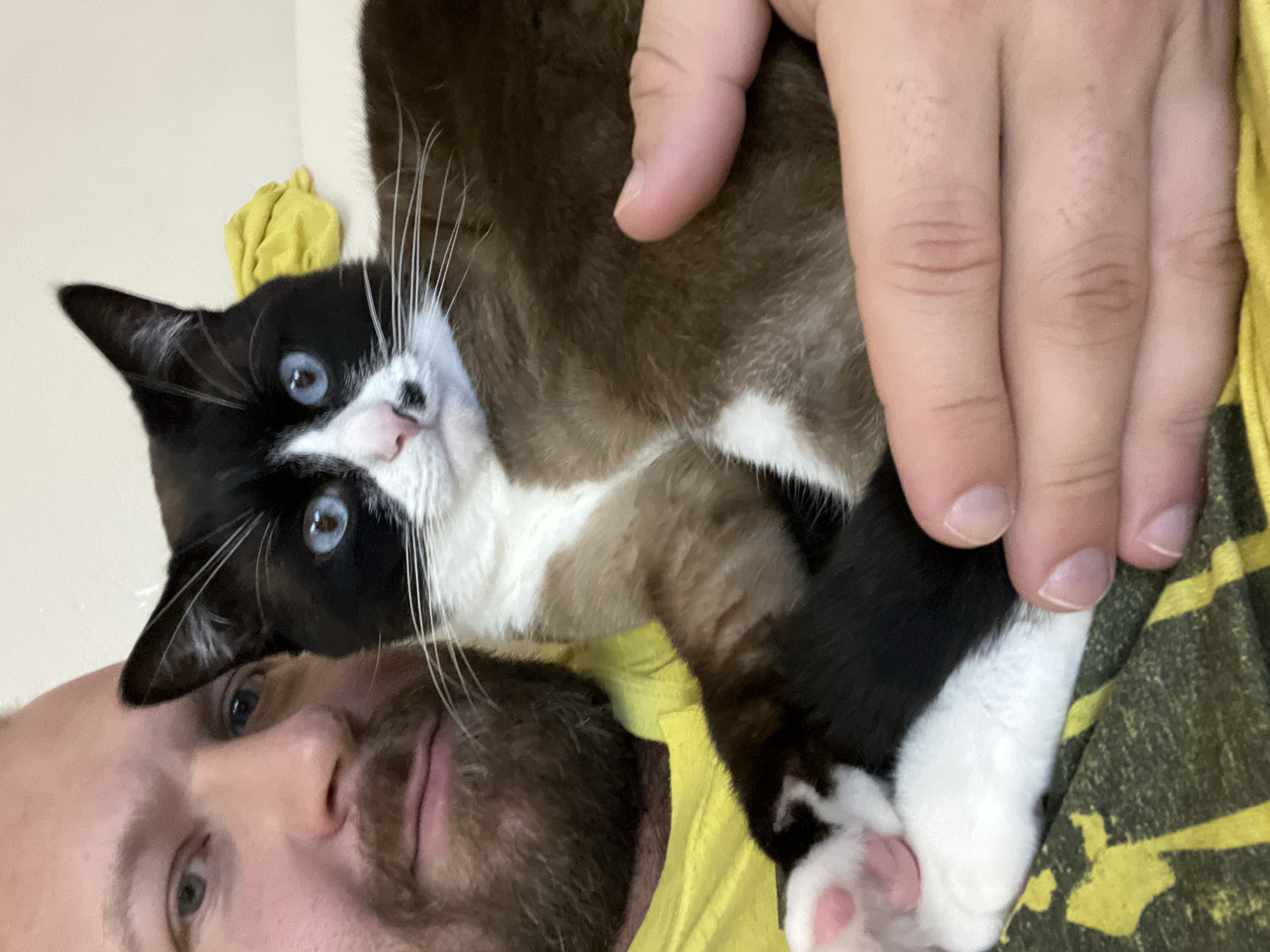 A man with a beard and blue eyes is holding a black and white cat with blue eyes. The man is wearing a yellow shirt. The cat is looking at the camera. The background is a light-colored wall and a yellow cloth. The scene appears to be indoors, likely in a home or studio environment. There is no indication of the city of Noviy, Russia, or any specific urban environment.