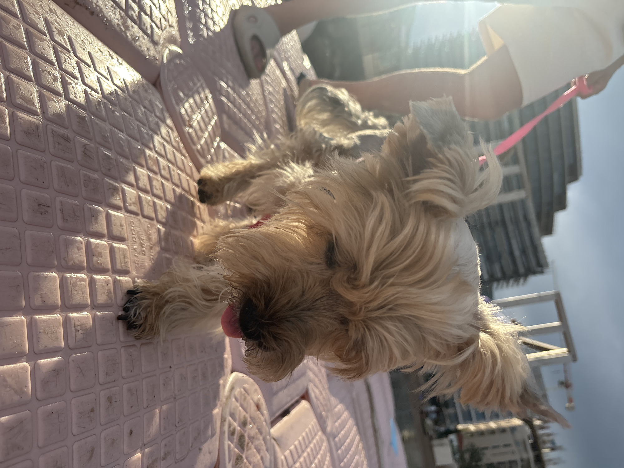 A small, fluffy dog with light brown fur lies on a pink, textured surface. The dog is lying on its side with its tongue sticking out. Sunlight streams down from the upper right, creating bright highlights and casting shadows on the surface. A person's legs are visible in the upper part of the image, and they are holding a pink leash attached to the dog's collar. The background shows a blurry urban scene with buildings and a clear sky, suggesting it is daytime and the weather is sunny. The overall scene appears to be outdoors, possibly on a balcony or patio. The pink surface has a grid pattern of squares, and some dirt or debris is visible on it. The dog's fur is disheveled and catches the light, giving it a radiant appearance. The person's clothing is white. The image is captured from a low angle, looking up at the dog and the sky. There is no visible text in the image.