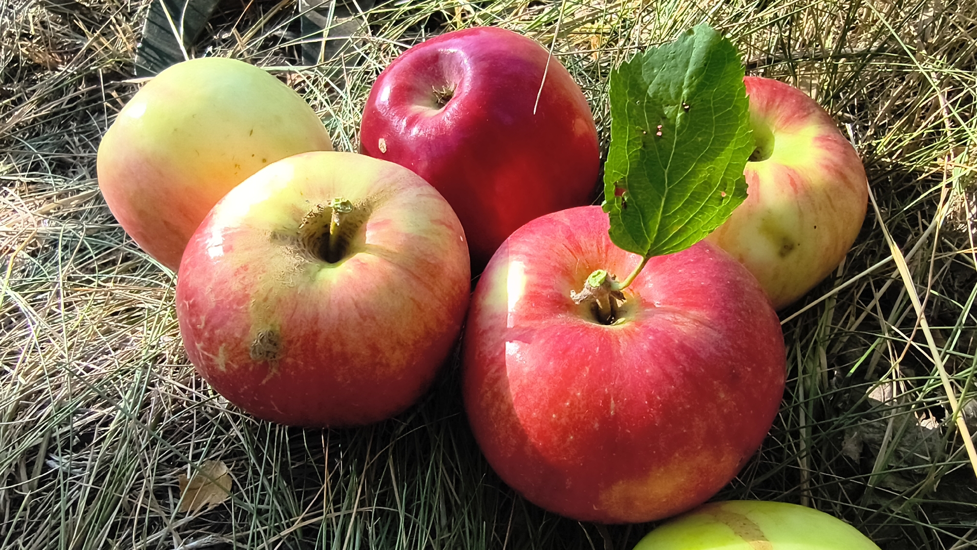A close-up, high-angle shot shows a collection of ripe apples lying on a bed of dry grass and straw, bathed in dappled sunlight. One large, deep red apple with a vibrant green leaf emerging from its stem is positioned in the foreground to the right, dominating the composition. To its left, another apple with a mix of red and yellow hues is visible, with its stem end slightly obscured. Behind these, a solid red apple sits prominently in the center-top of the frame. To the left of the central red apple, a yellowish-green apple with red blushing is partially visible. Further to the right and slightly behind, another apple displays a similar red and yellow coloration, with a portion of it cropped out of view. In the lower right corner, the top of a pale green apple can be seen. The background consists of dry, light-brown grass and straw, with some darker, shadowed areas suggesting a natural outdoor setting. The scene appears to be a still life arrangement of freshly harvested apples, possibly in a rural or garden environment. The image is crisp and detailed, highlighting the textures and colors of the fruit and its natural surroundings. The setting of Mikhaylovka, Russia, is not visually evident in the image itself, as the scene depicts a general outdoor arrangement of apples.