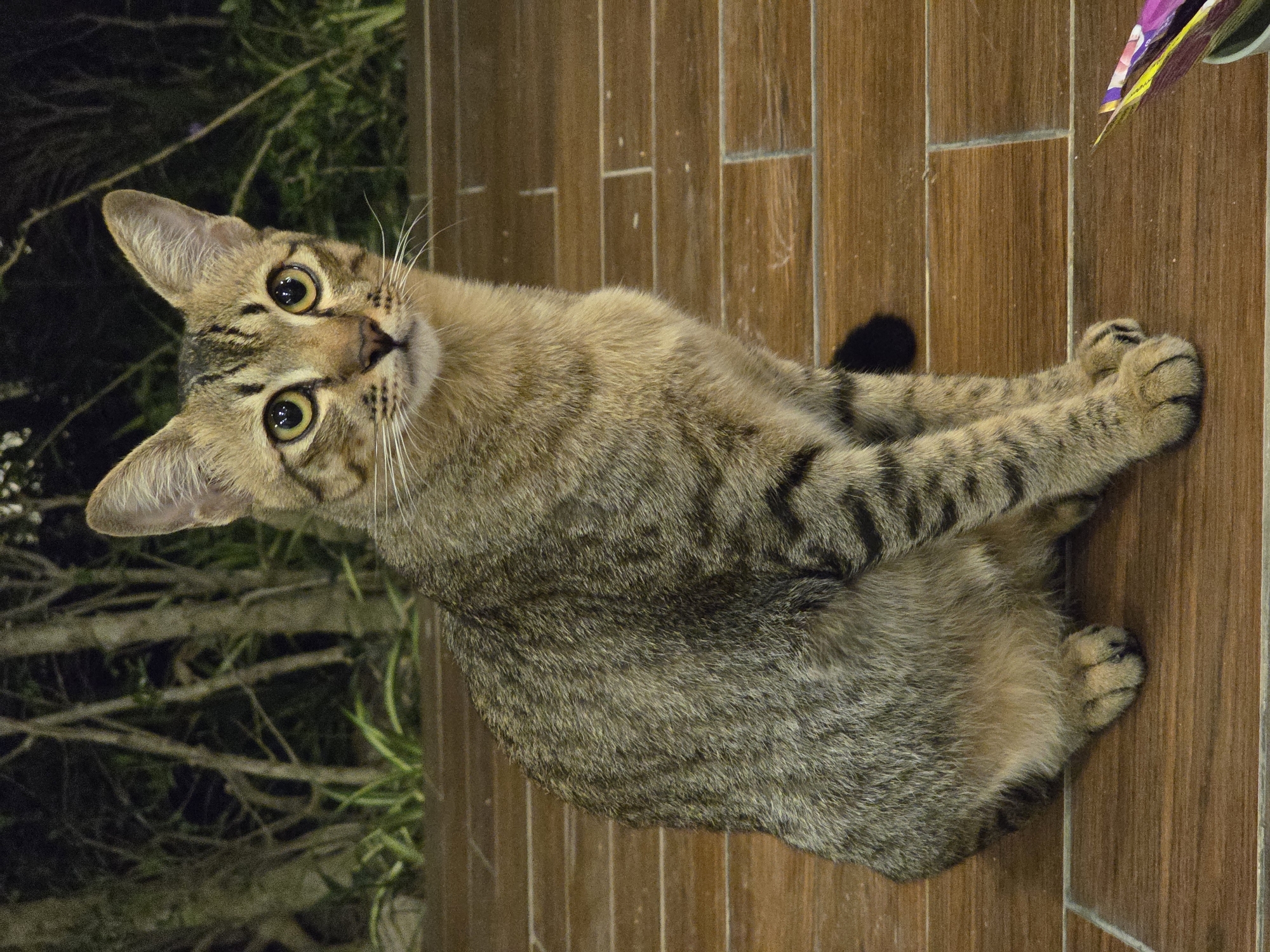 A domestic shorthair tabby cat with a brown and black striped coat is depicted, lying on a tiled floor that resembles wooden planks. The cat's body is positioned diagonally across the frame, with its head in the upper-left and its tail extending towards the lower-right. Its bright yellow-green eyes, featuring large, dilated pupils and prominent catchlights, are fixed directly on the viewer with an alert and curious expression. The cat's head is tilted slightly, and long, white whiskers protrude from its muzzle. Its front paws are tucked neatly beneath its chest, while its striped hind legs and tail are visible towards the bottom of the frame.
The background along the left edge and behind the cat consists of dark, blurred green foliage, suggesting an outdoor or semi-outdoor setting at night or dusk. The tiled floor, featuring vertical grout lines, covers the majority of the right side and foreground of the image. The cat is illuminated by an artificial light source, likely a camera flash, which highlights the texture of its fur. A small, colorful, possibly paper or plastic object is partially visible in the far upper-right corner of the image, resting on the tiled floor. There is no discernible text within the image. The scene is located in Pattaya City, Thailand.